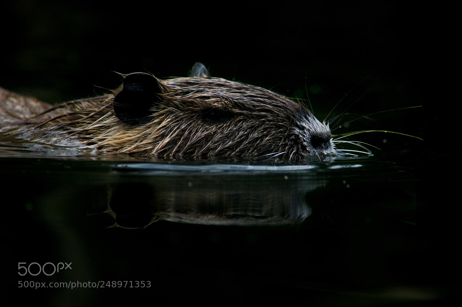 Pentax K20D sample photo. Nutria 1 photography