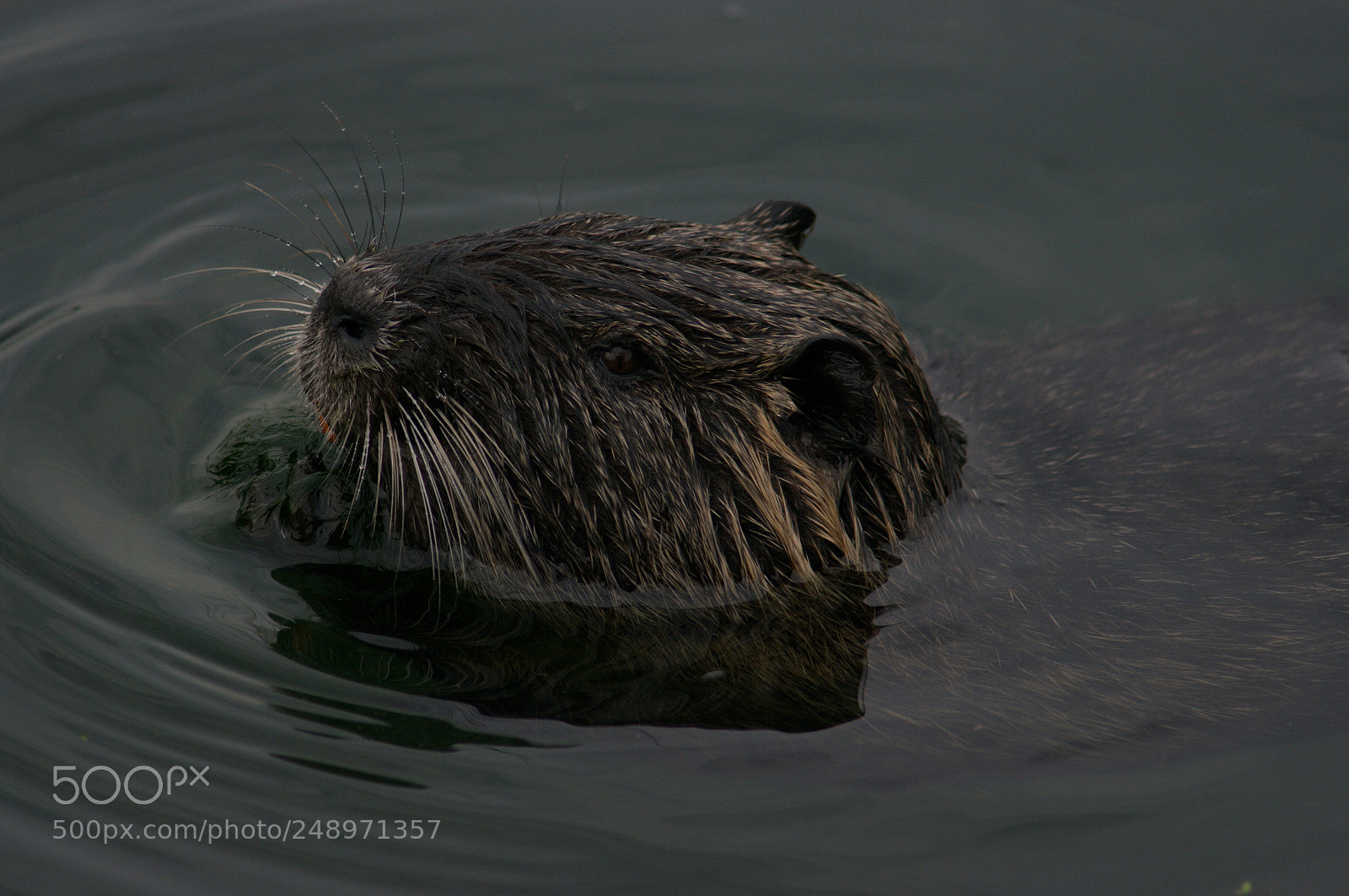Pentax K20D sample photo. Nutria 2 photography