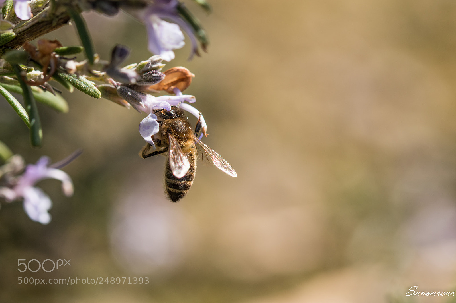 Nikon D5500 sample photo. Le printemps est de photography