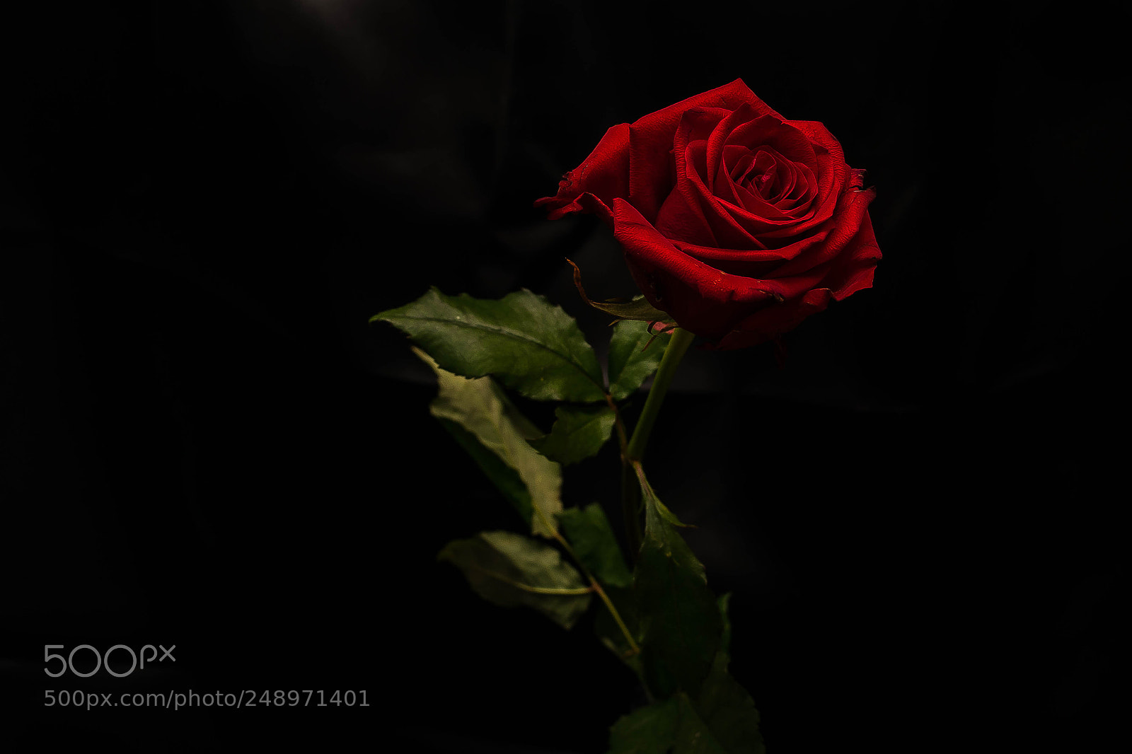 Nikon D5300 sample photo. Rose photography