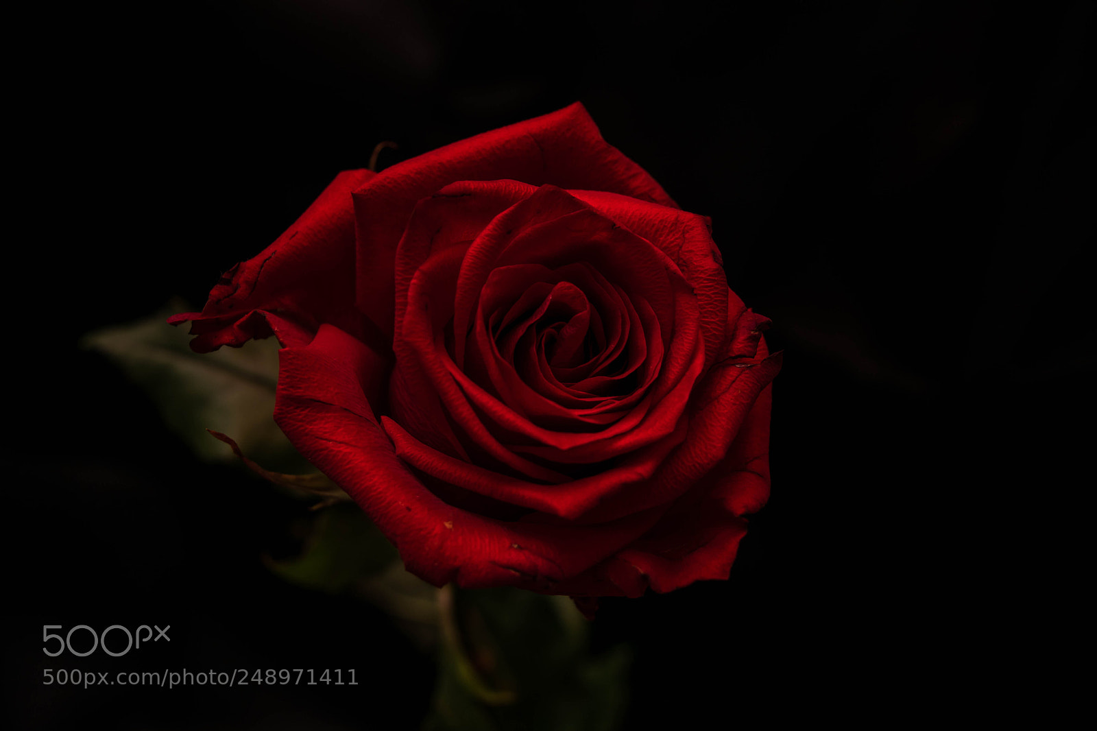 Nikon D5300 sample photo. Rose photography