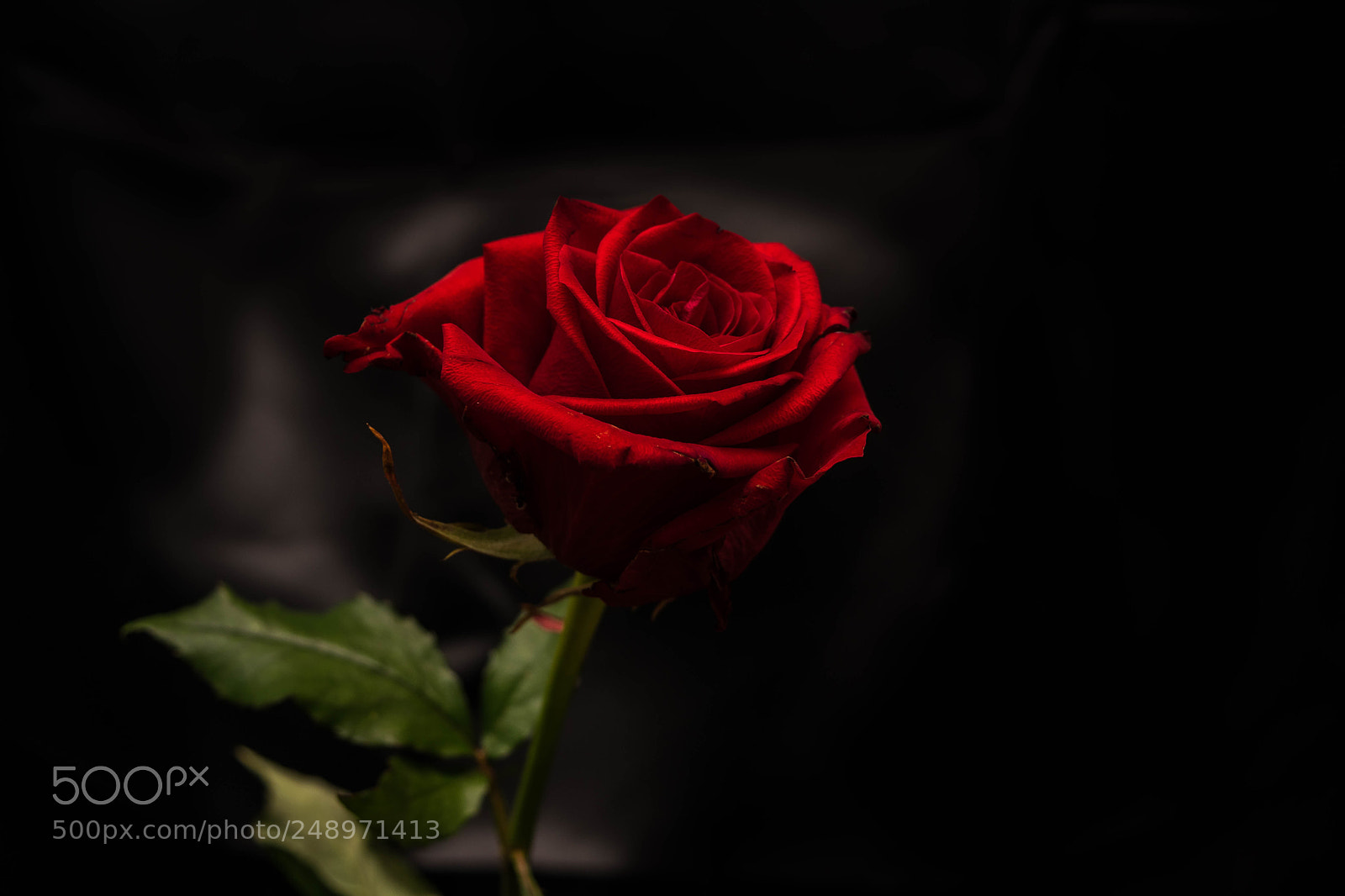 Nikon D5300 sample photo. Rose photography