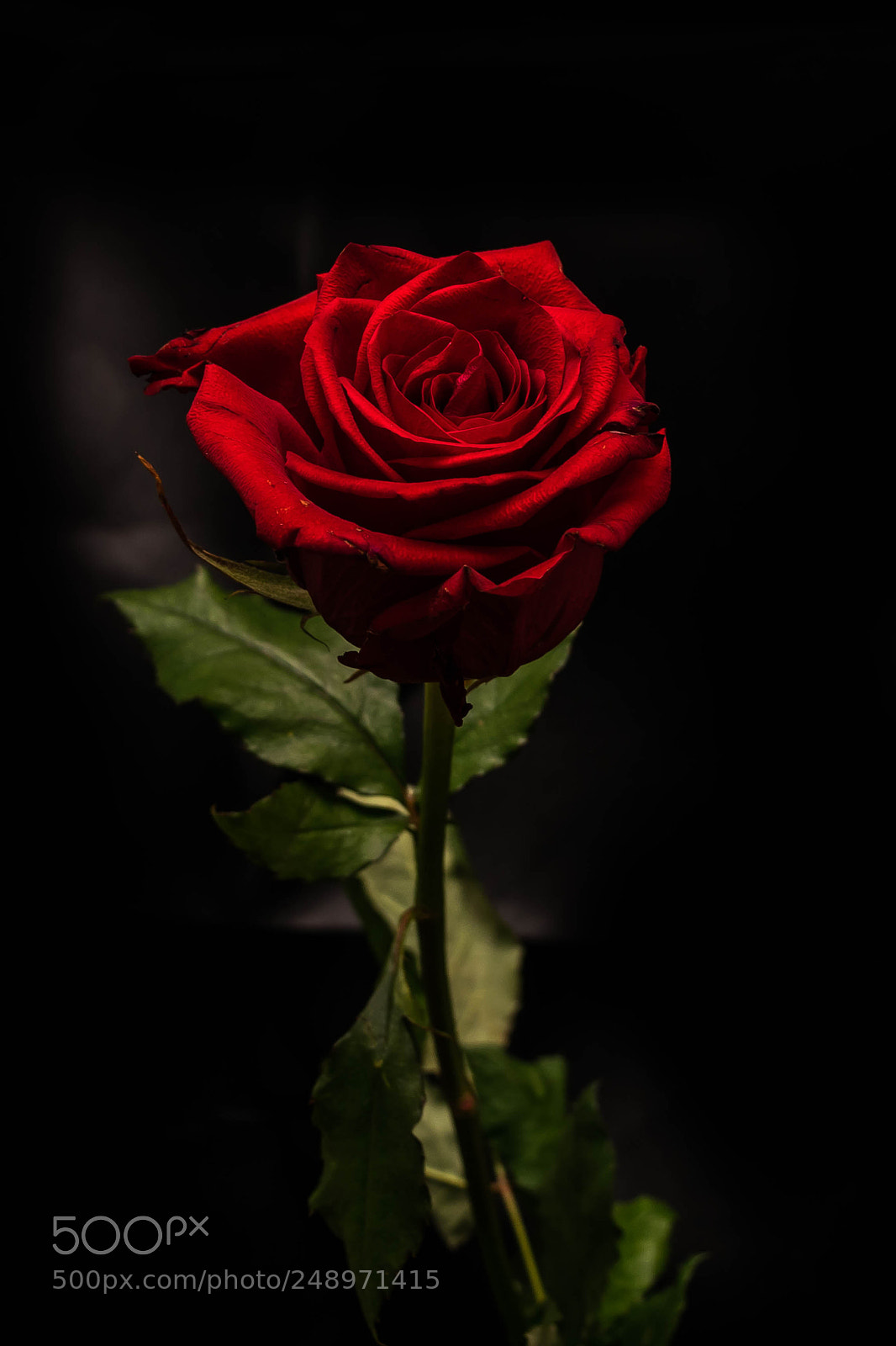 Nikon D5300 sample photo. Rose photography
