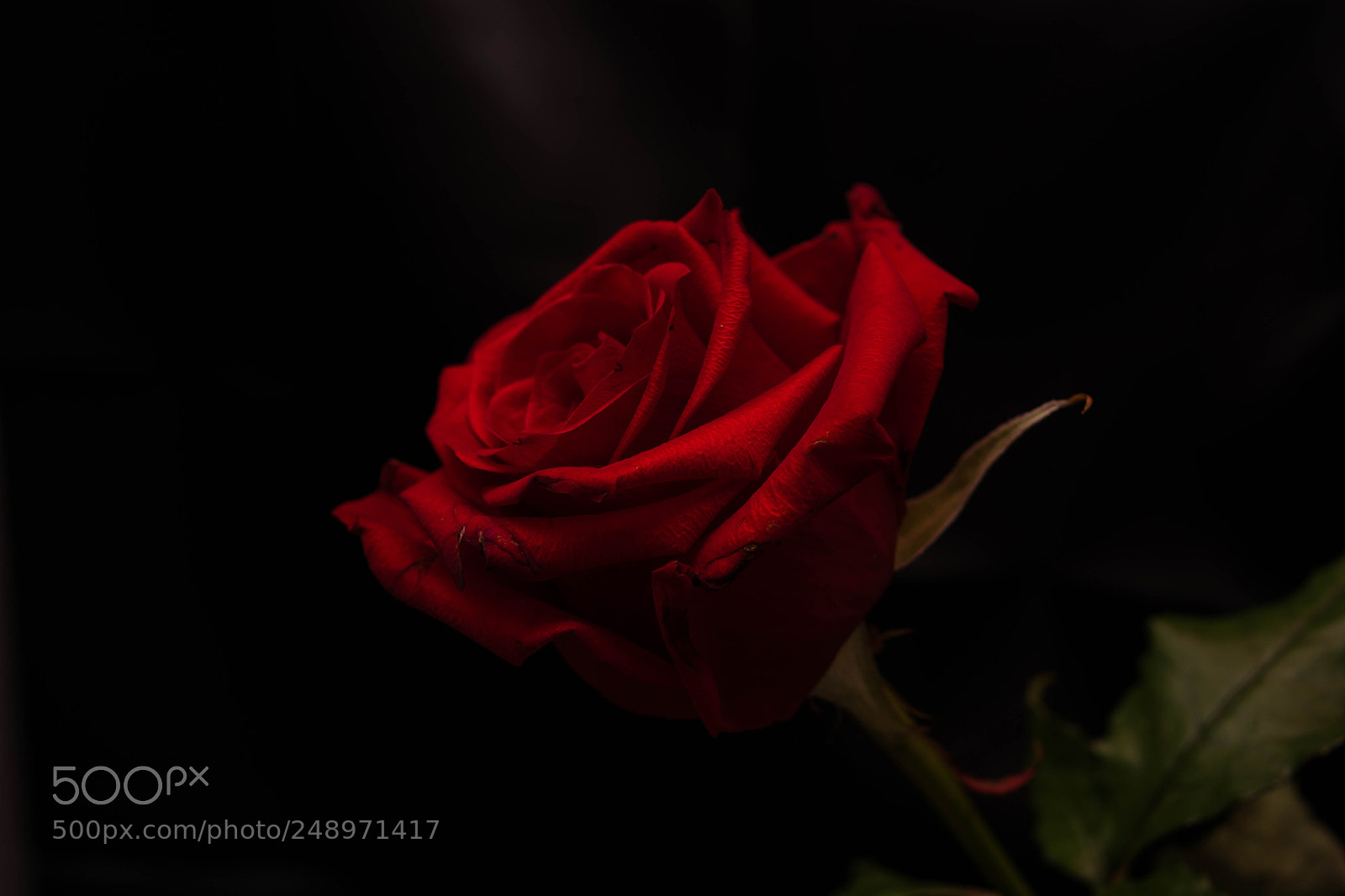 Nikon D5300 sample photo. Rose photography