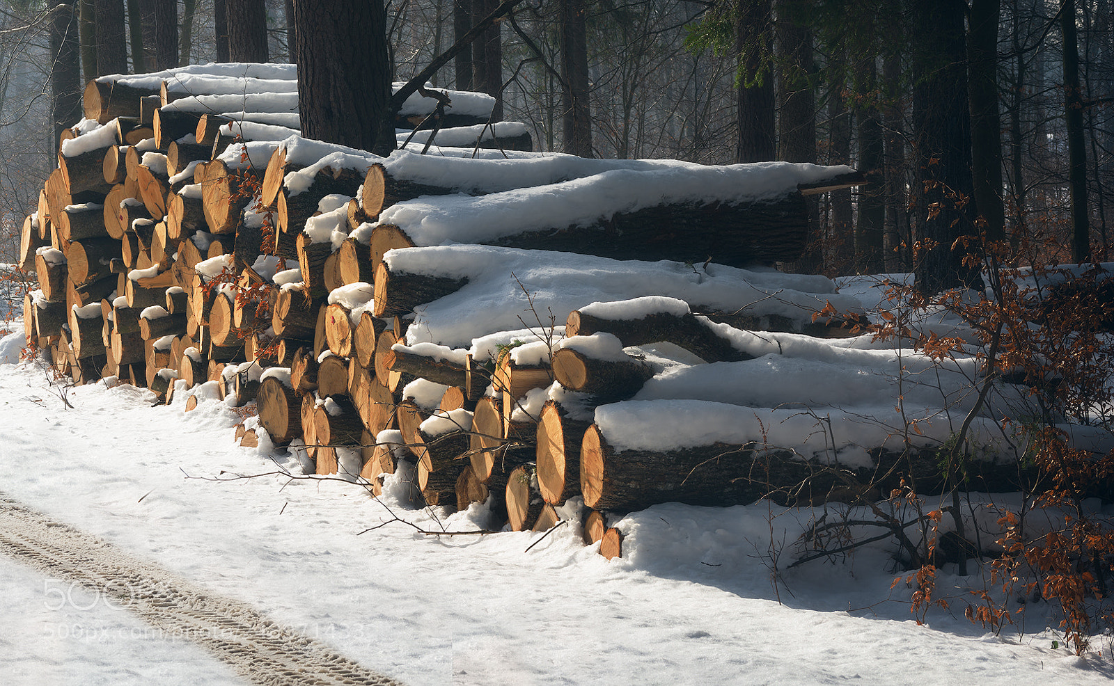 Nikon D7100 sample photo. Winter logs photography