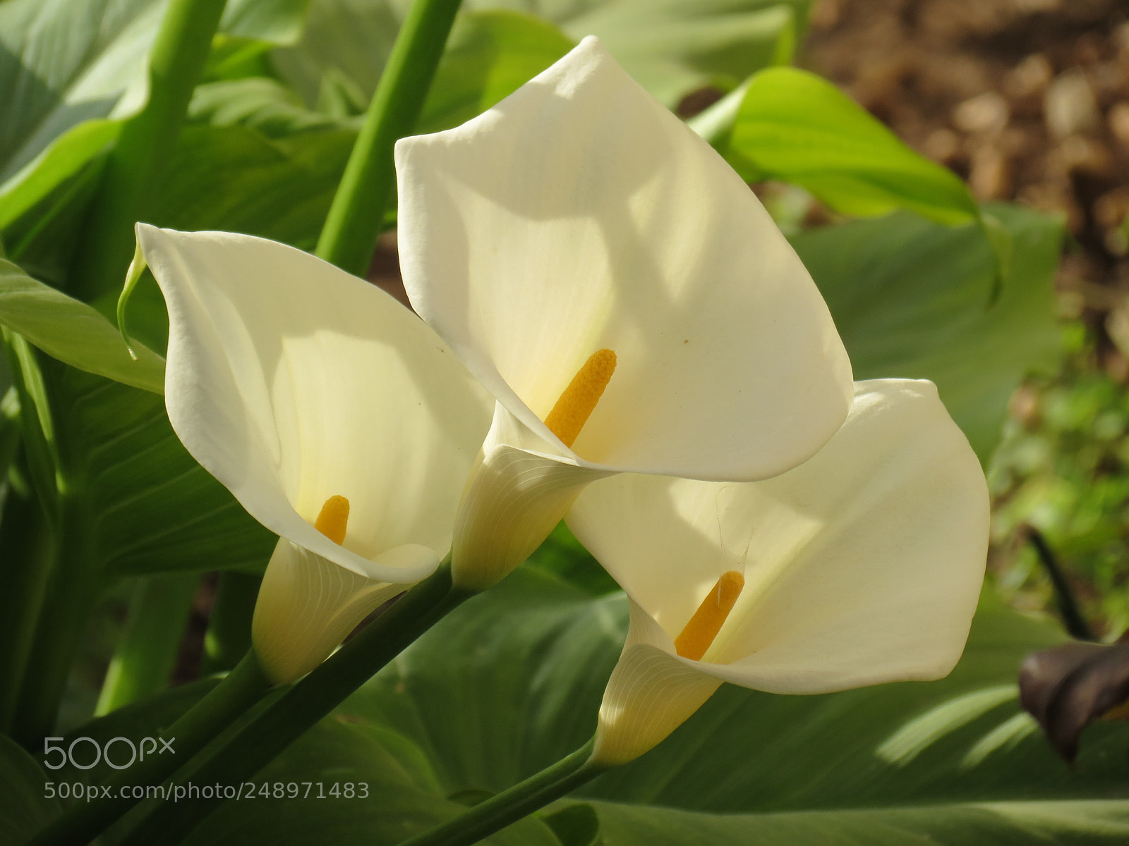 Canon PowerShot SX40 HS sample photo. Calla lily photography
