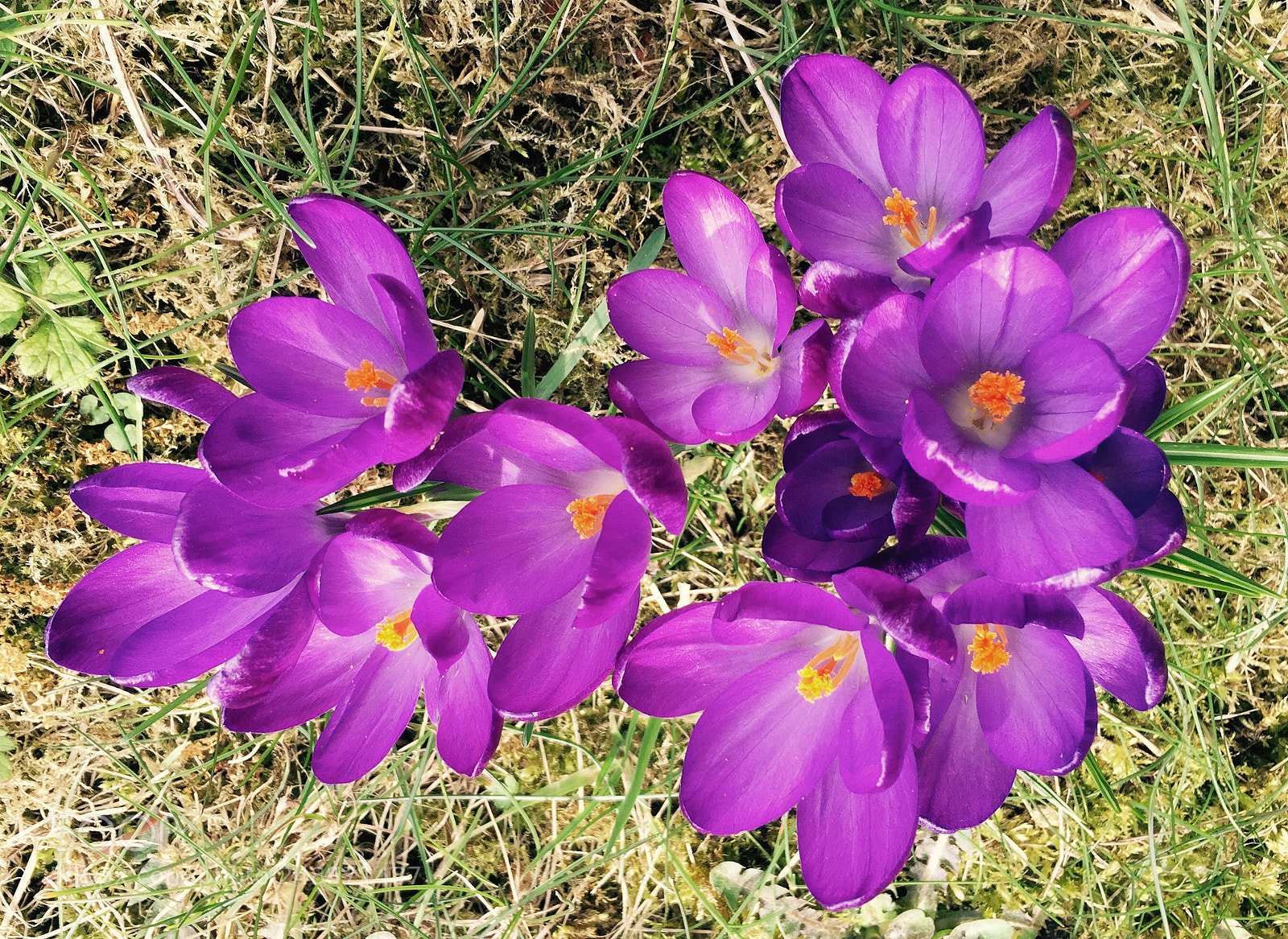 Apple iPhone 6 sample photo. Spring taken with phone photography