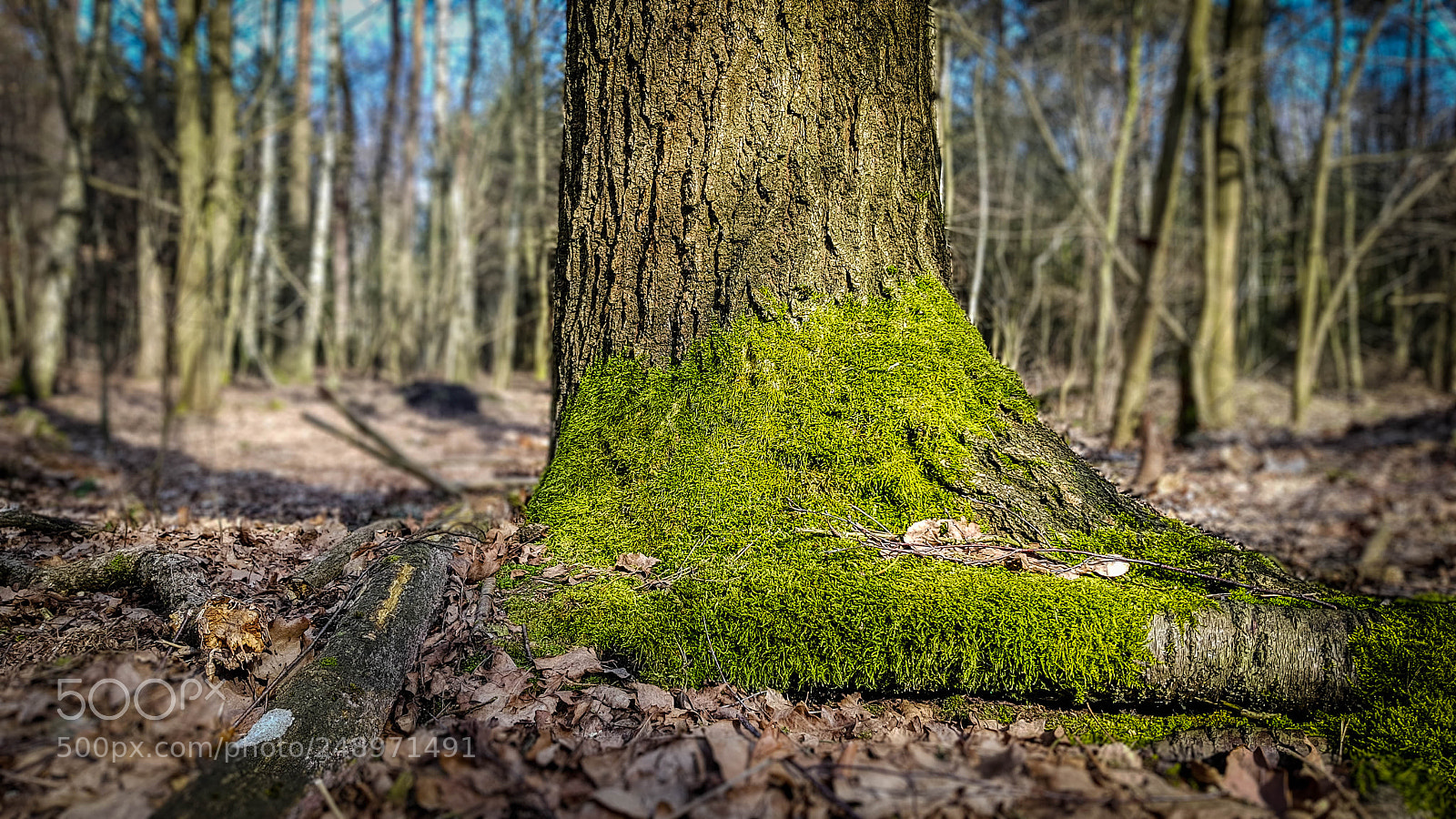 Samsung Galaxy S8 sample photo. Forest very early spring photography