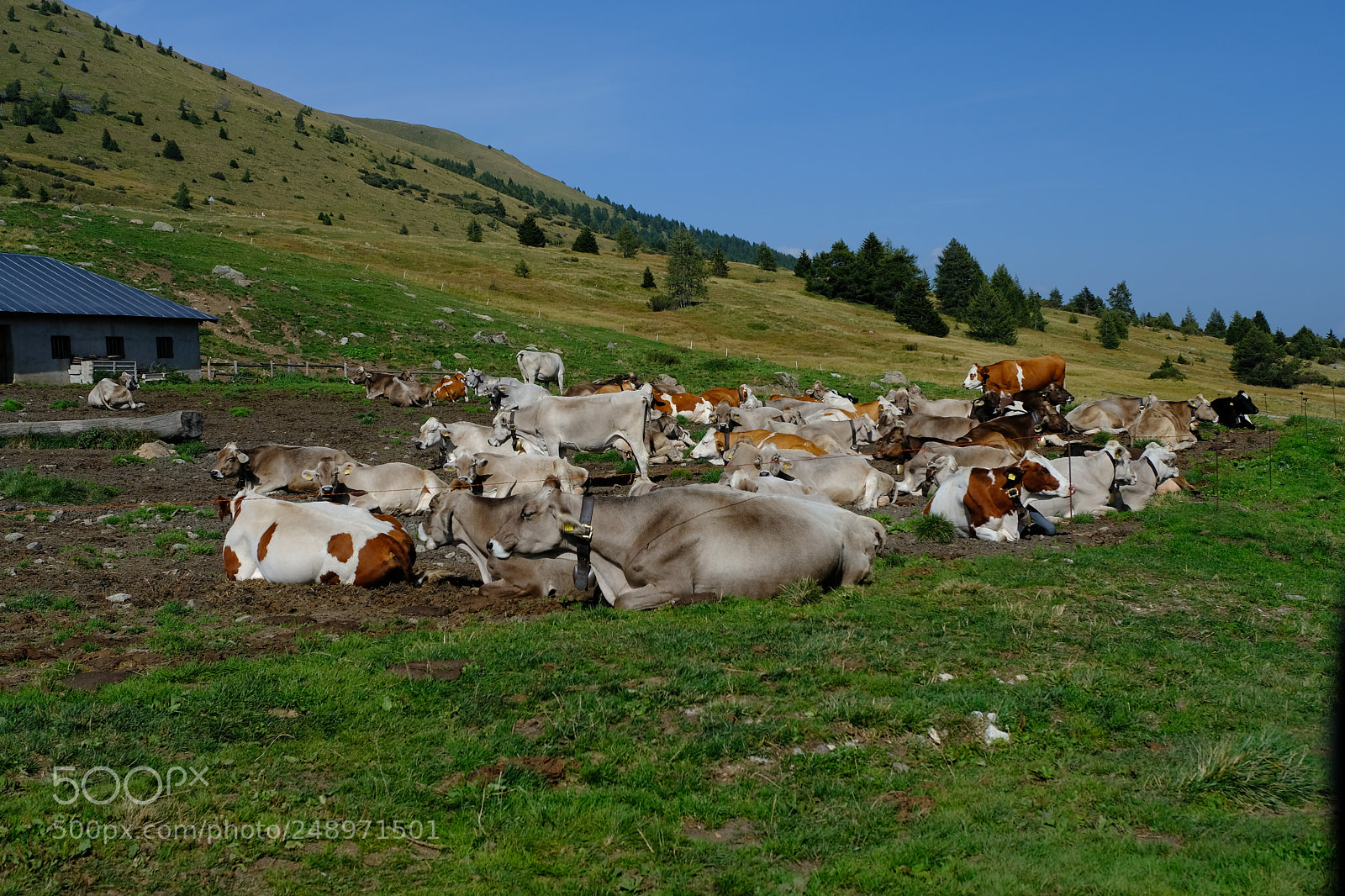 Fujifilm X-T2 sample photo. Stalla sul tonale photography