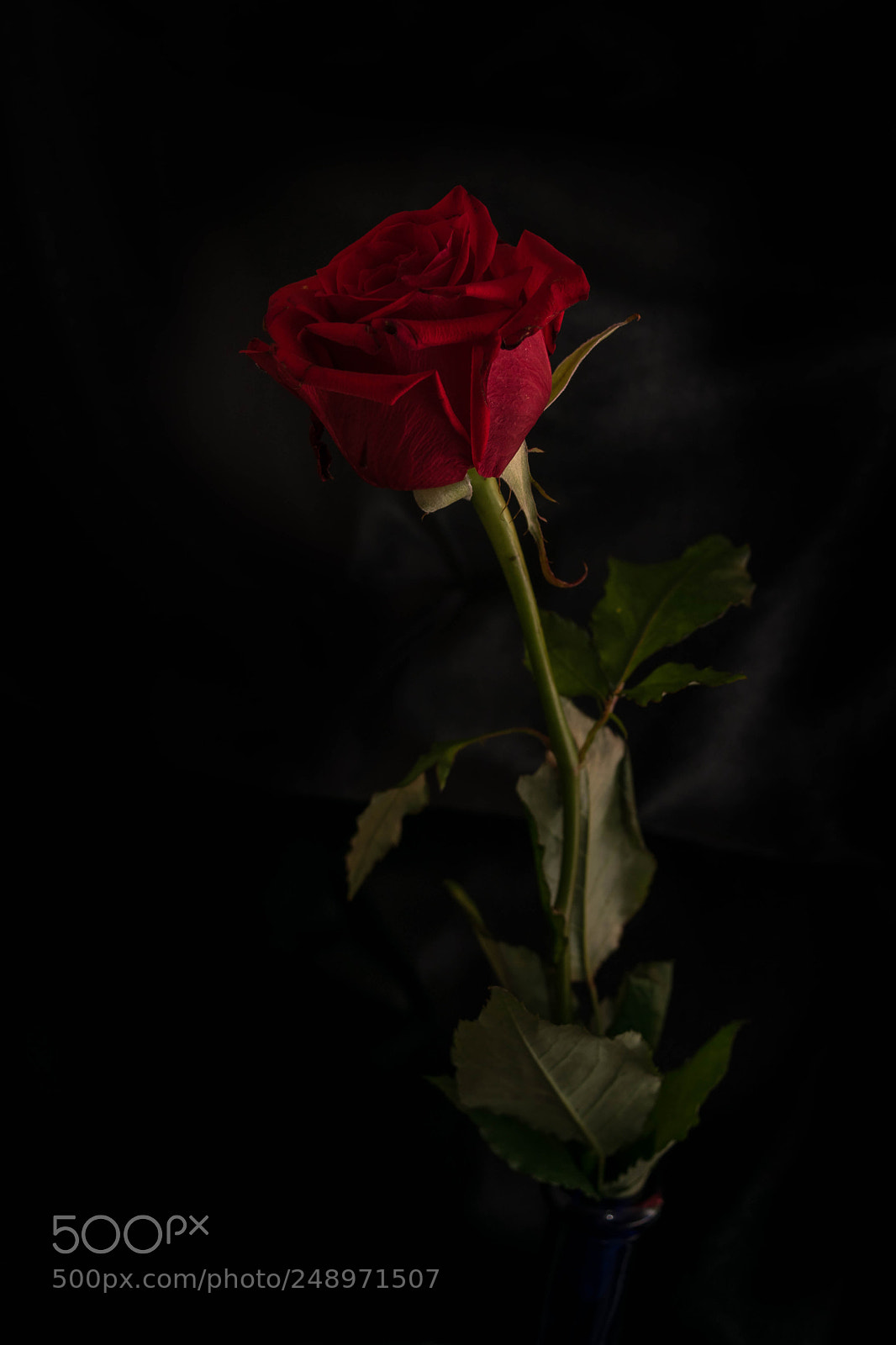 Nikon D5300 sample photo. Rose photography