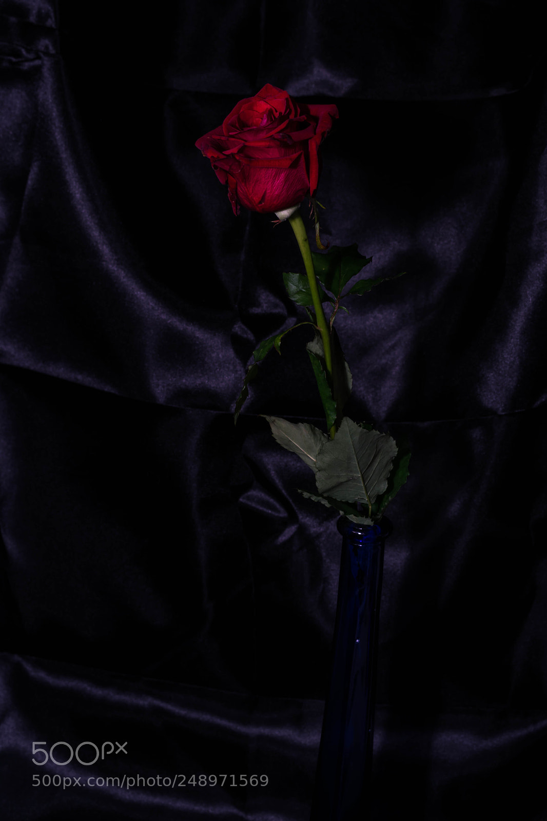 Nikon D5300 sample photo. Rose photography