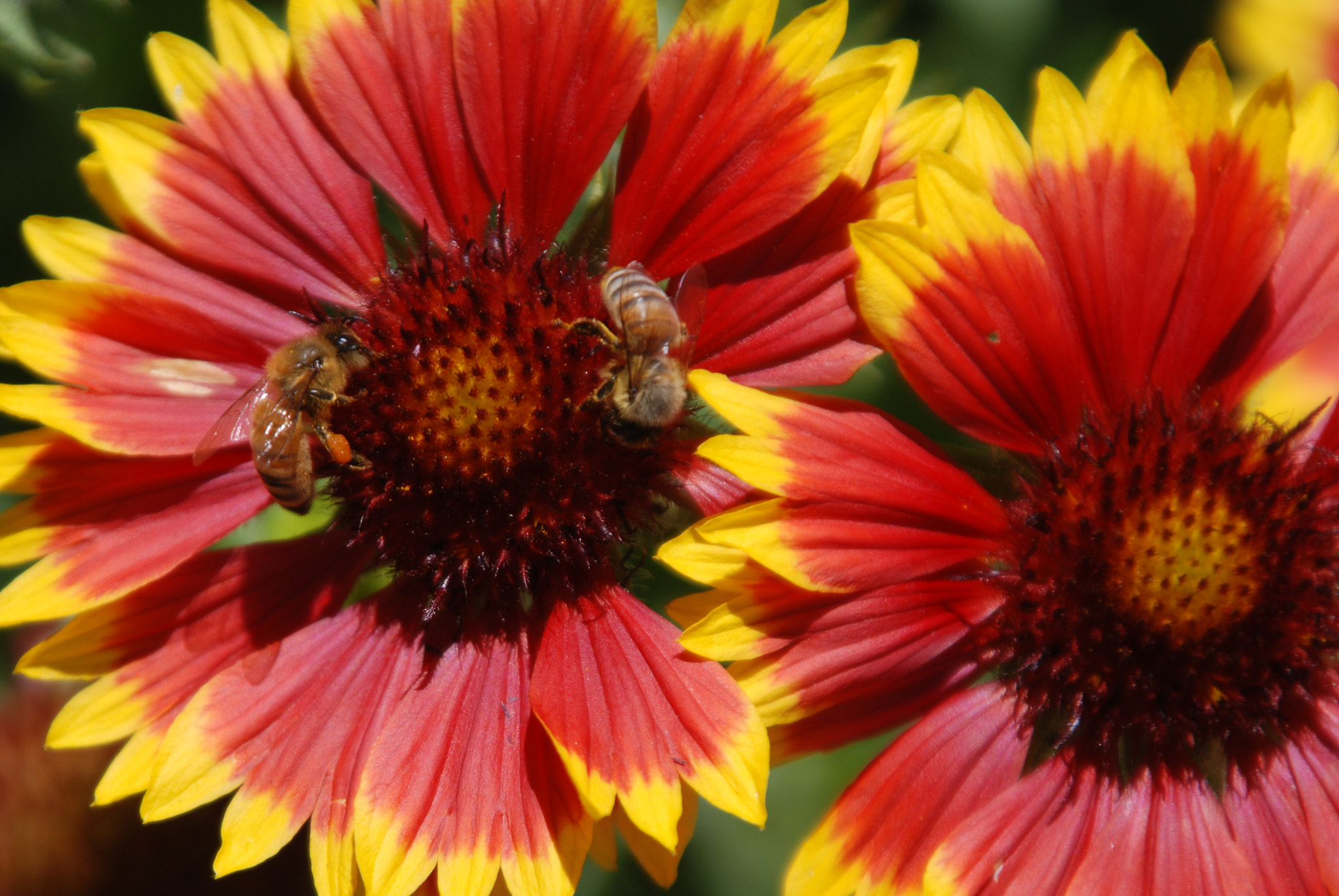 Nikon D80 sample photo. Bees on the job in solvang ca, 2010 photography