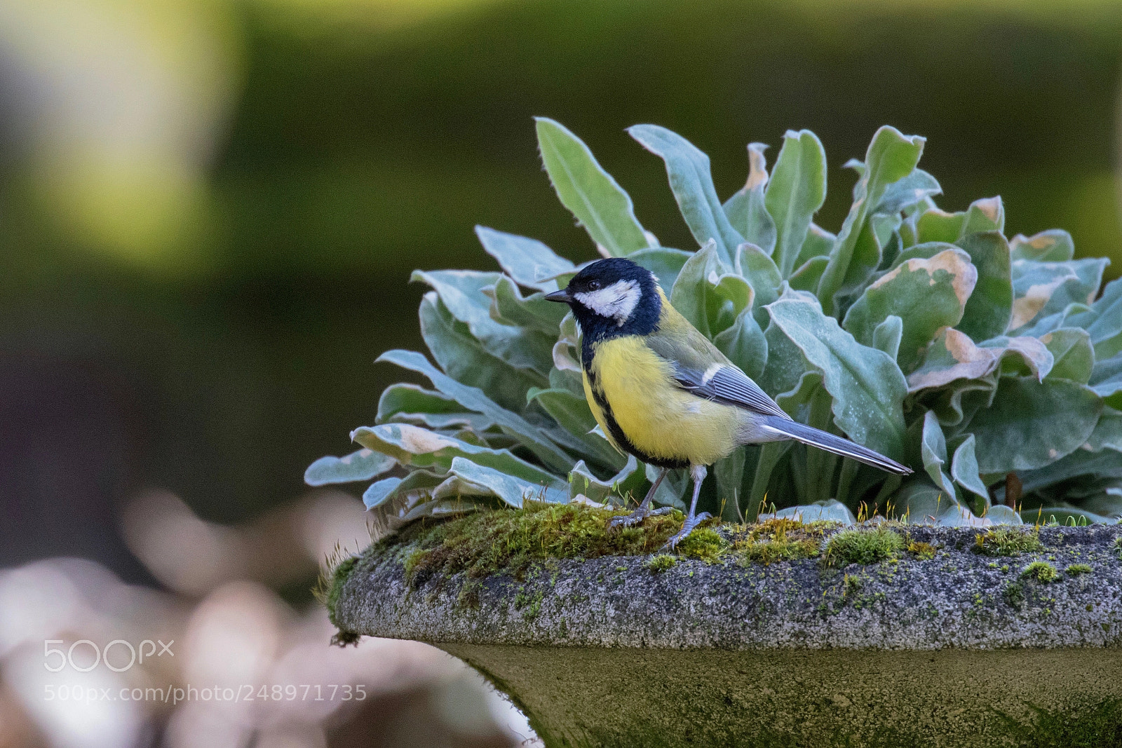 Canon EOS 7D Mark II sample photo. Mésange charbonnière photography