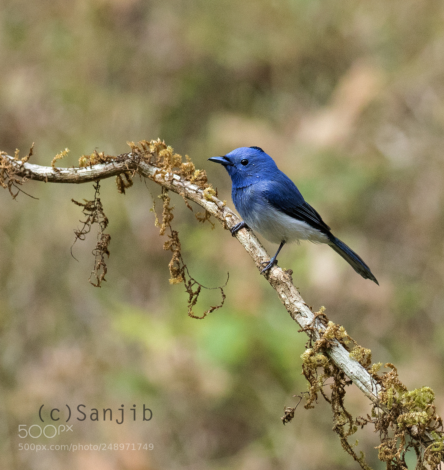 Canon EOS 7D Mark II sample photo. Black napped monarch photography