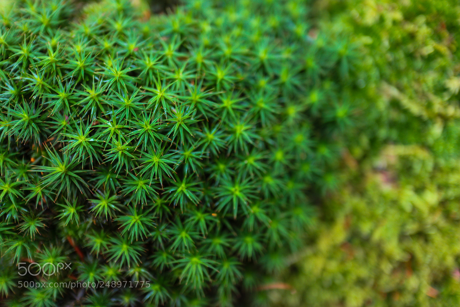 Canon EOS M10 sample photo. Spring photography