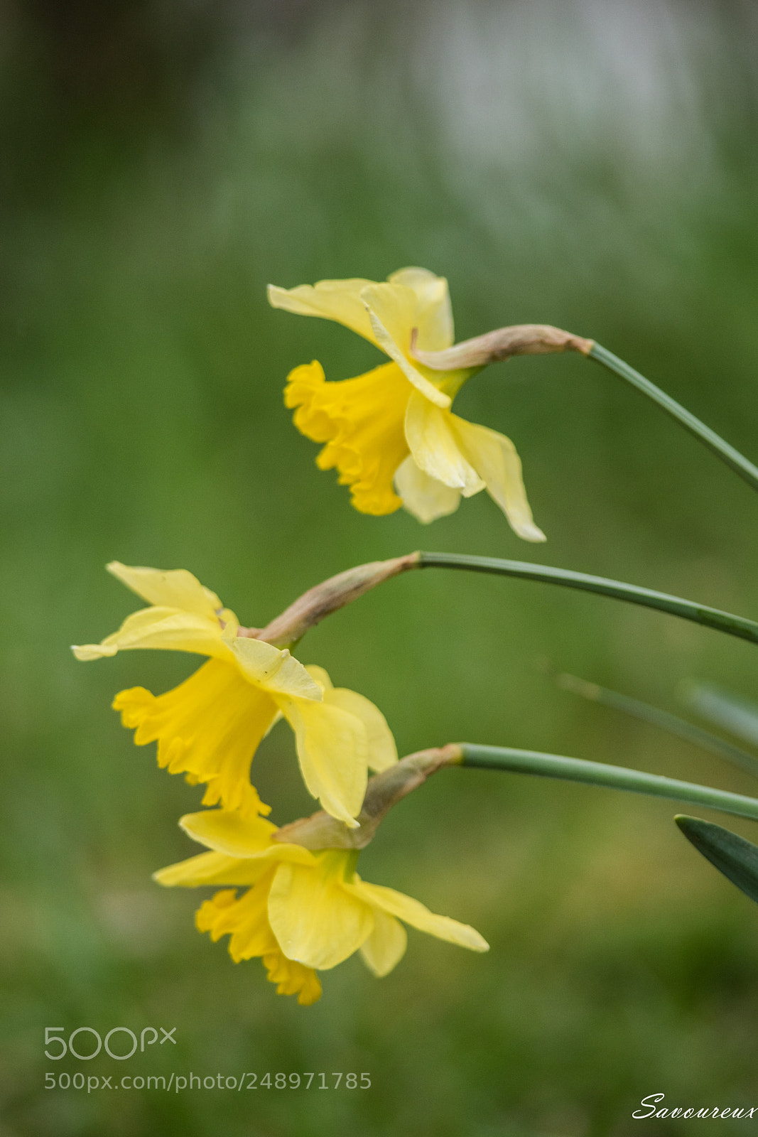 Nikon D5500 sample photo. 3 photography