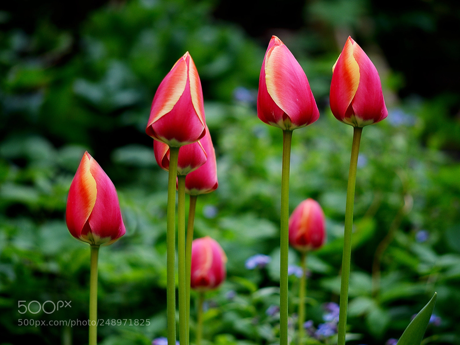 Nikon D610 sample photo. Tulips in the garden photography