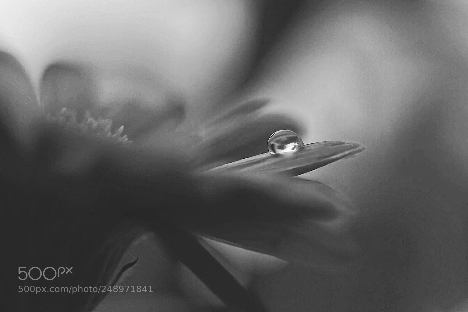 Nikon D3300 sample photo. A drop. photography