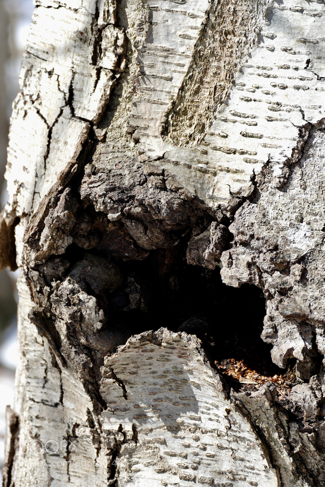 Panasonic Lumix DMC-FZ1000 sample photo. Untitled photography