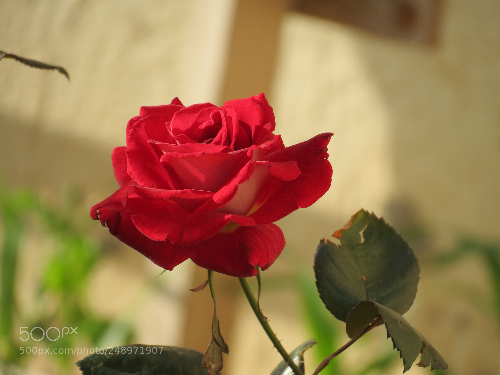 Canon PowerShot SX40 HS sample photo. Rose photography