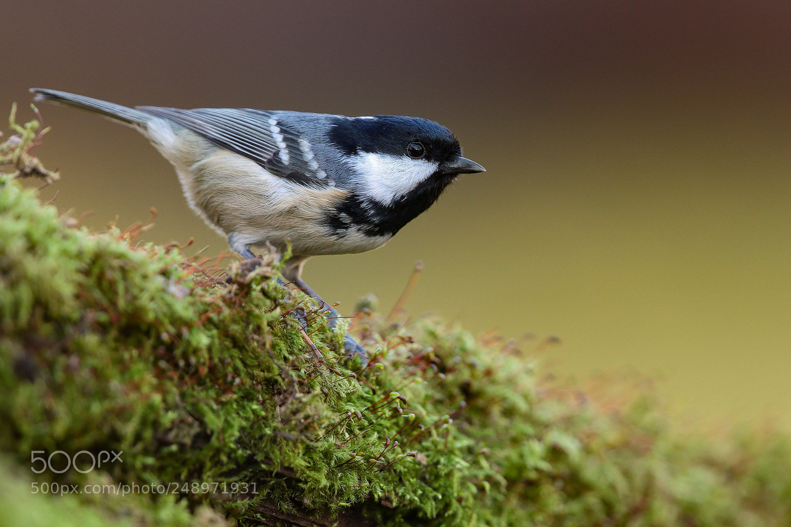 Canon EOS 7D Mark II sample photo. The coal tit periparus photography