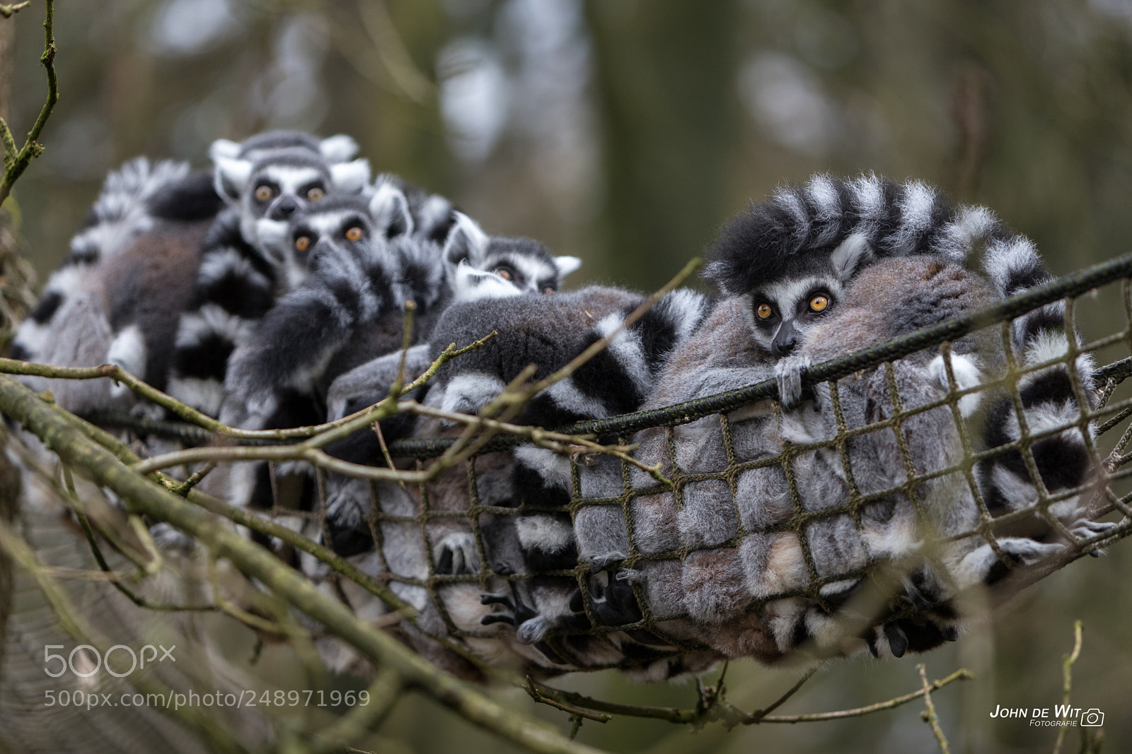 Canon EOS 6D Mark II sample photo. Dierenpark amersfoort 4 photography