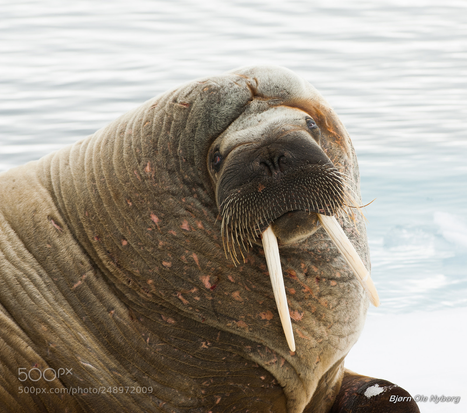 Nikon D2X sample photo. Walrus photography