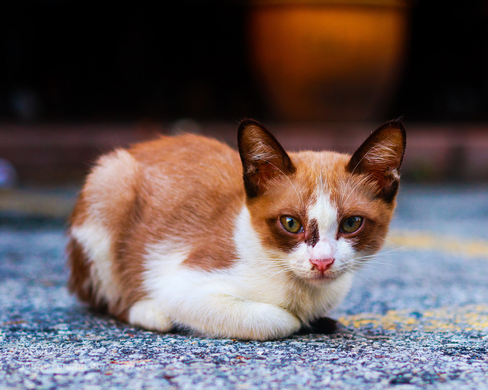 Canon EOS M5 sample photo. Lil kitty photography