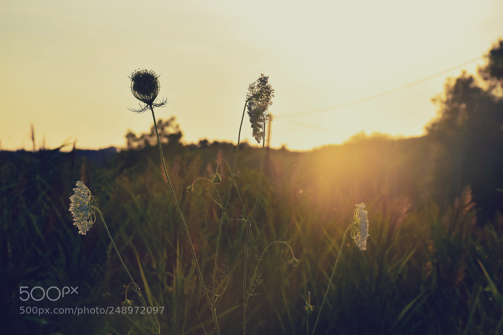 Nikon D5300 sample photo. Summer moment photography