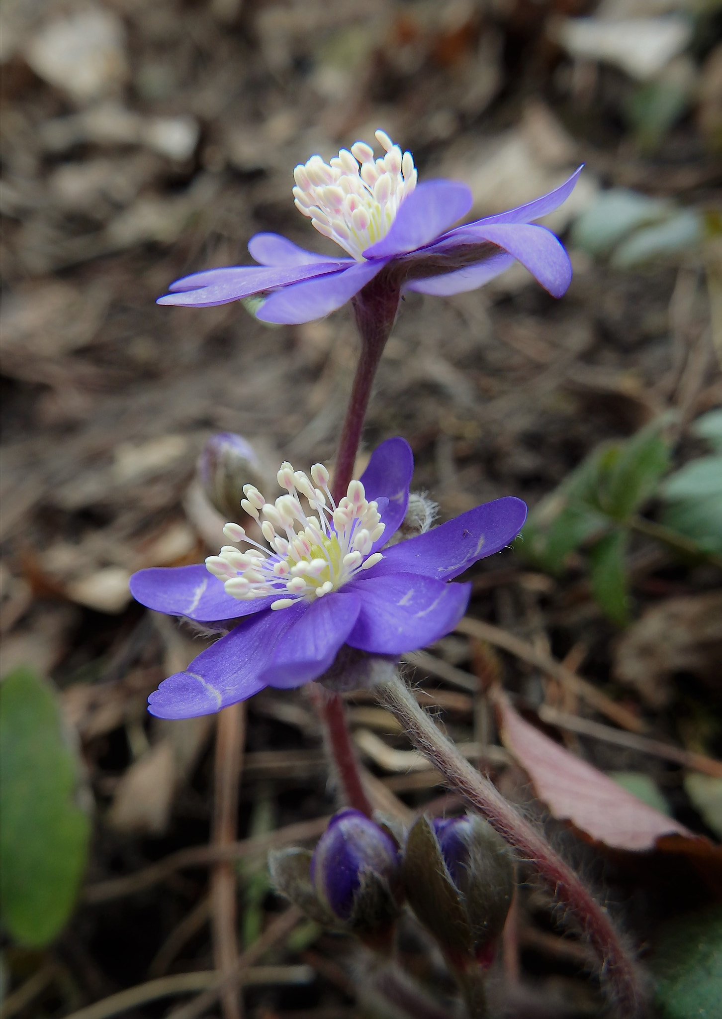 Olympus SP-100EE sample photo. Hepatica nobilis - májvirág photography