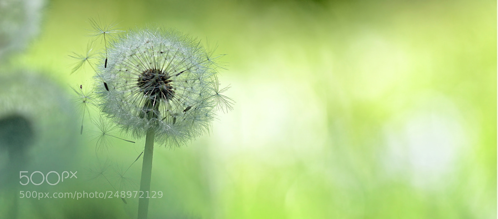 Nikon D800E sample photo. Lightness of being photography