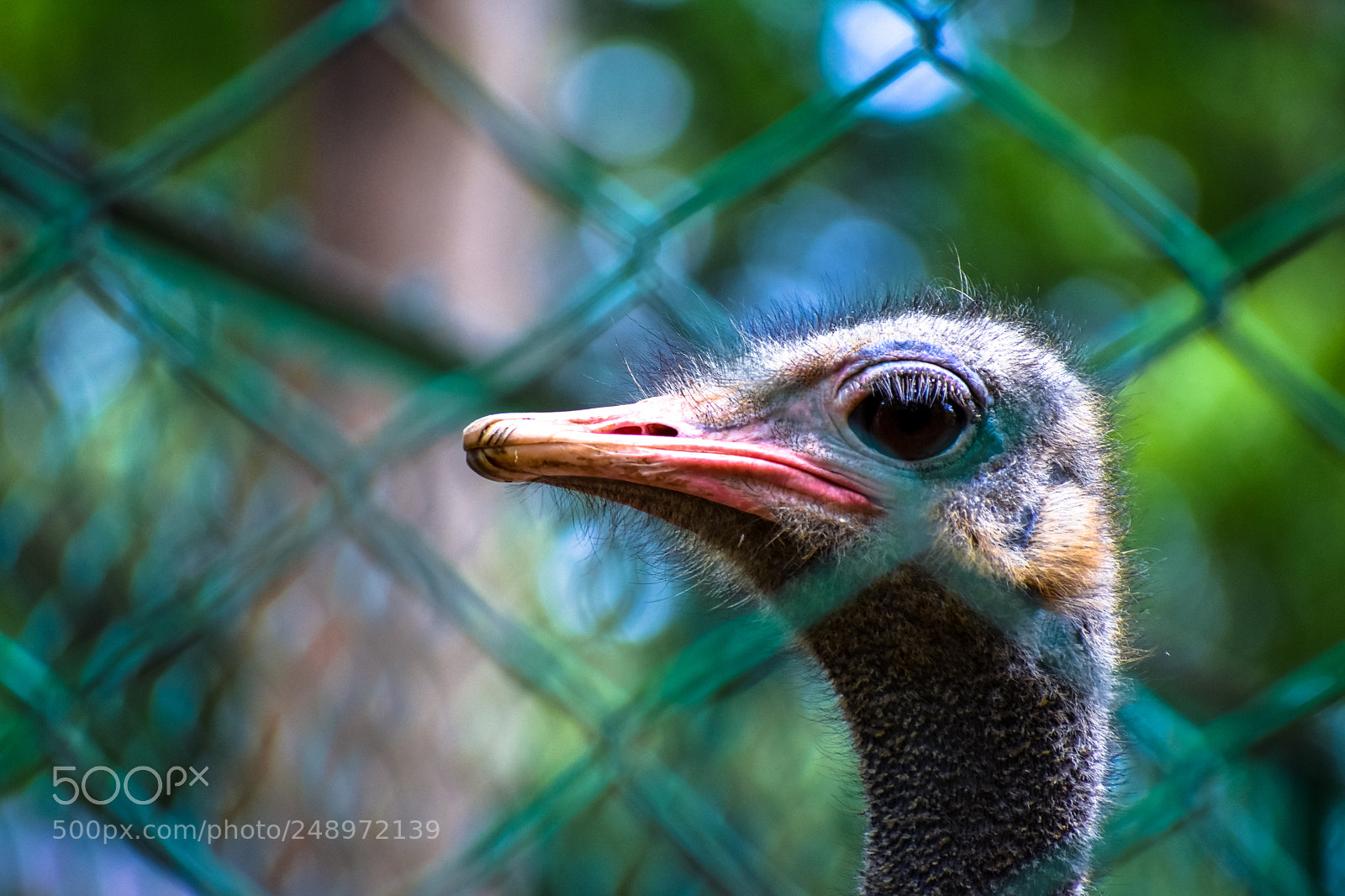 Nikon D3400 sample photo. Caged.. ! photography