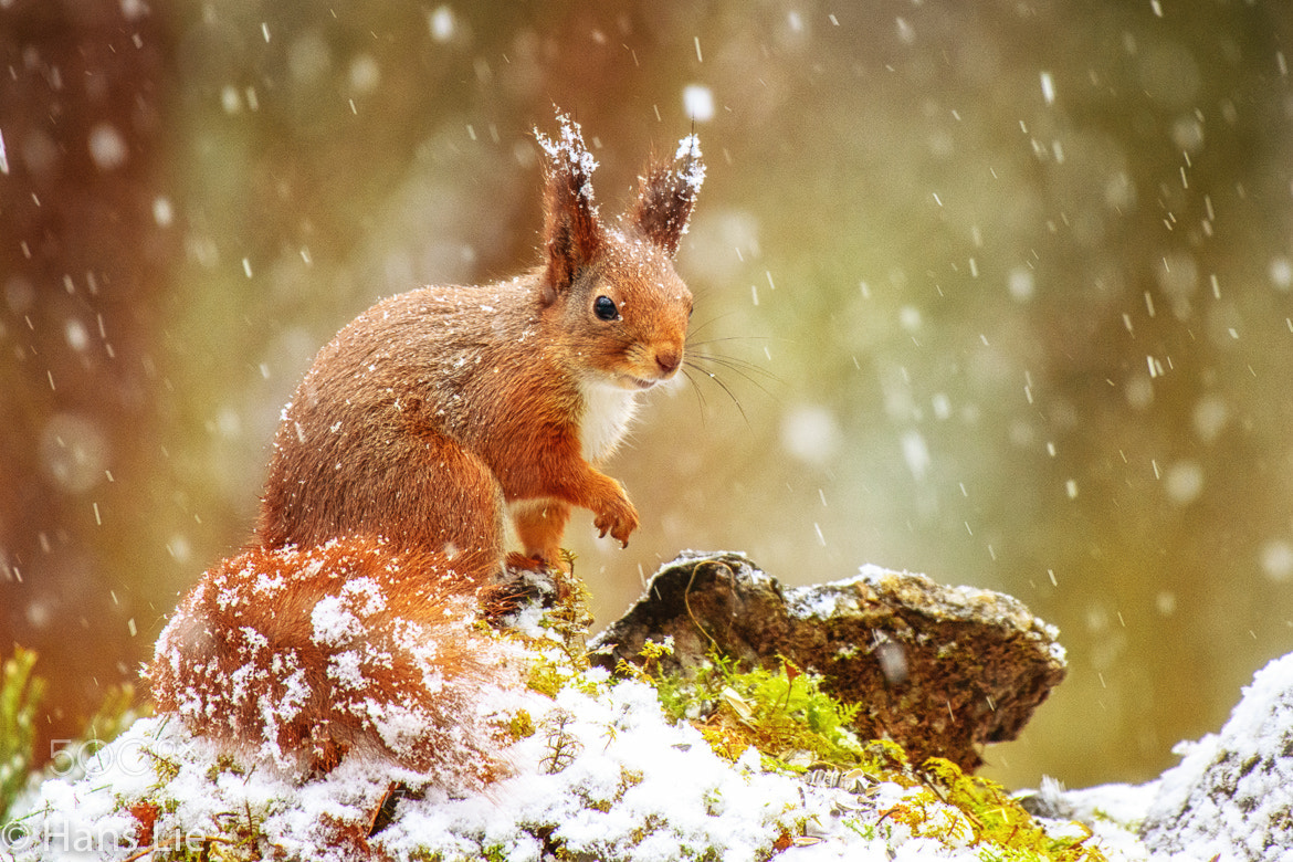 Nikon D850 sample photo. Red squirrel / ekorn photography