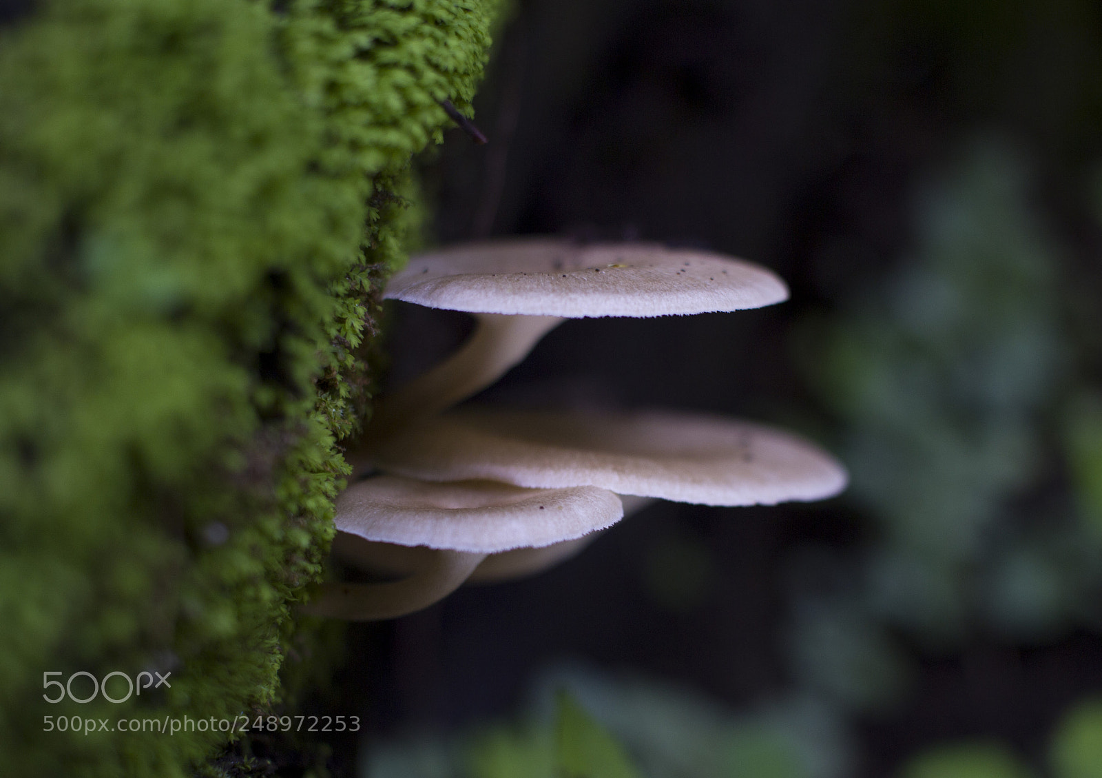 Canon EOS 600D (Rebel EOS T3i / EOS Kiss X5) sample photo. Mushrooms photography