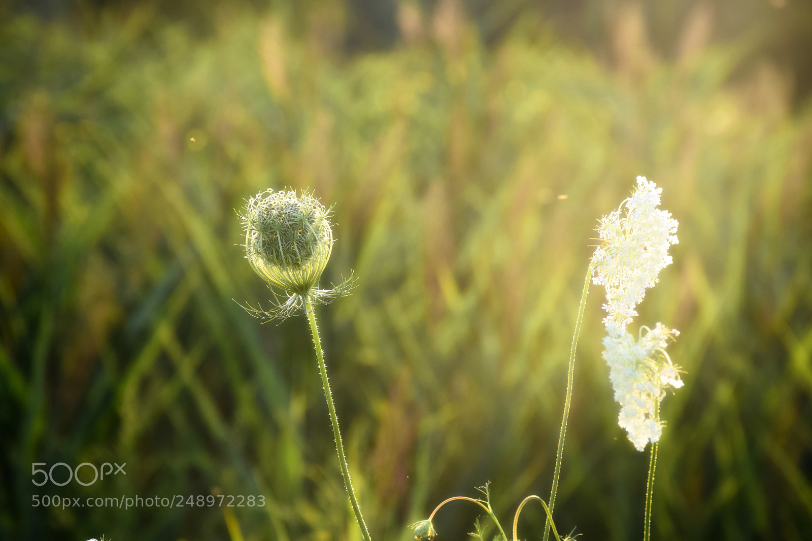 Nikon D5300 sample photo. Macro moment photography