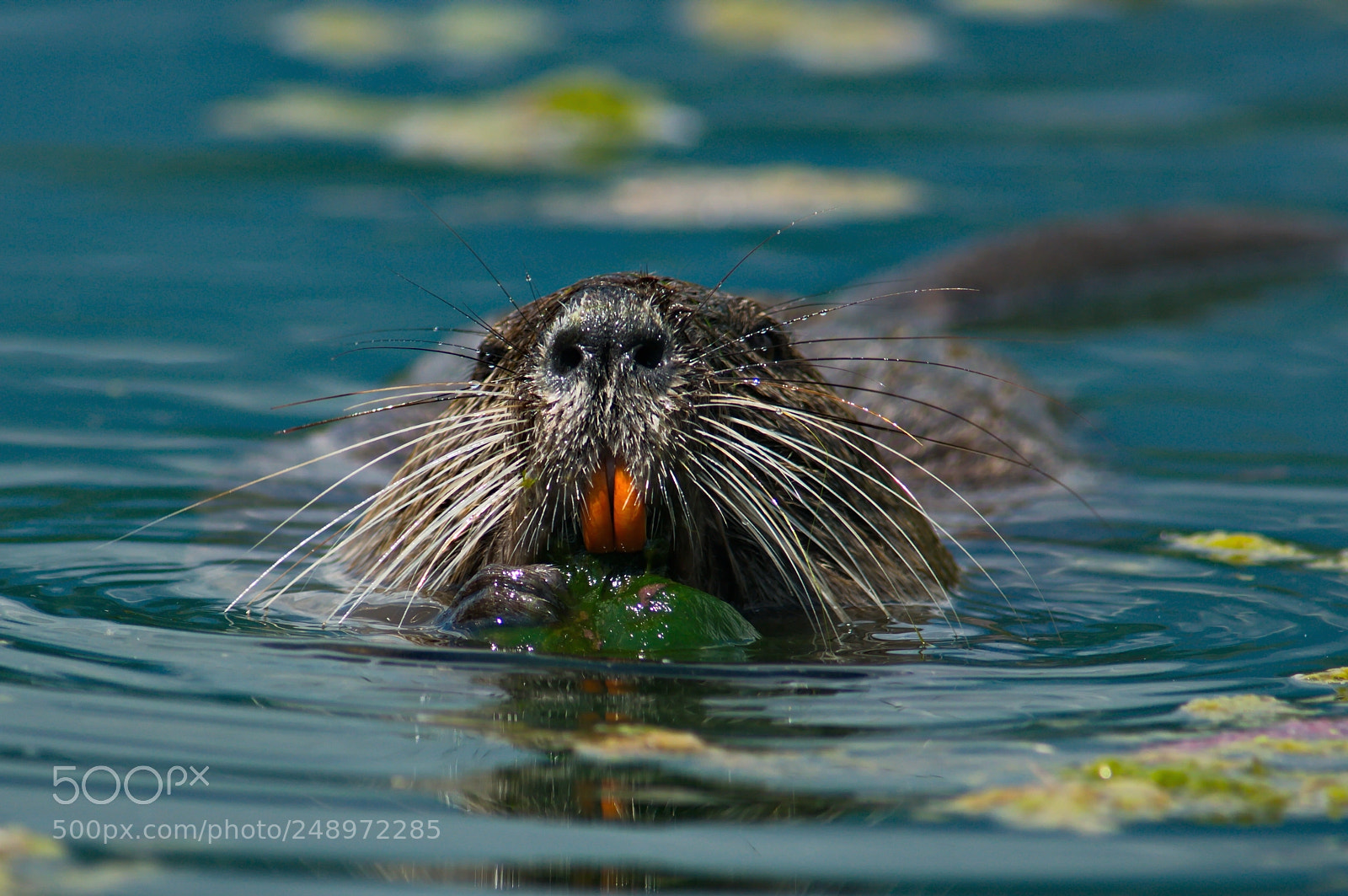 Pentax K20D sample photo. Nutria 3 photography
