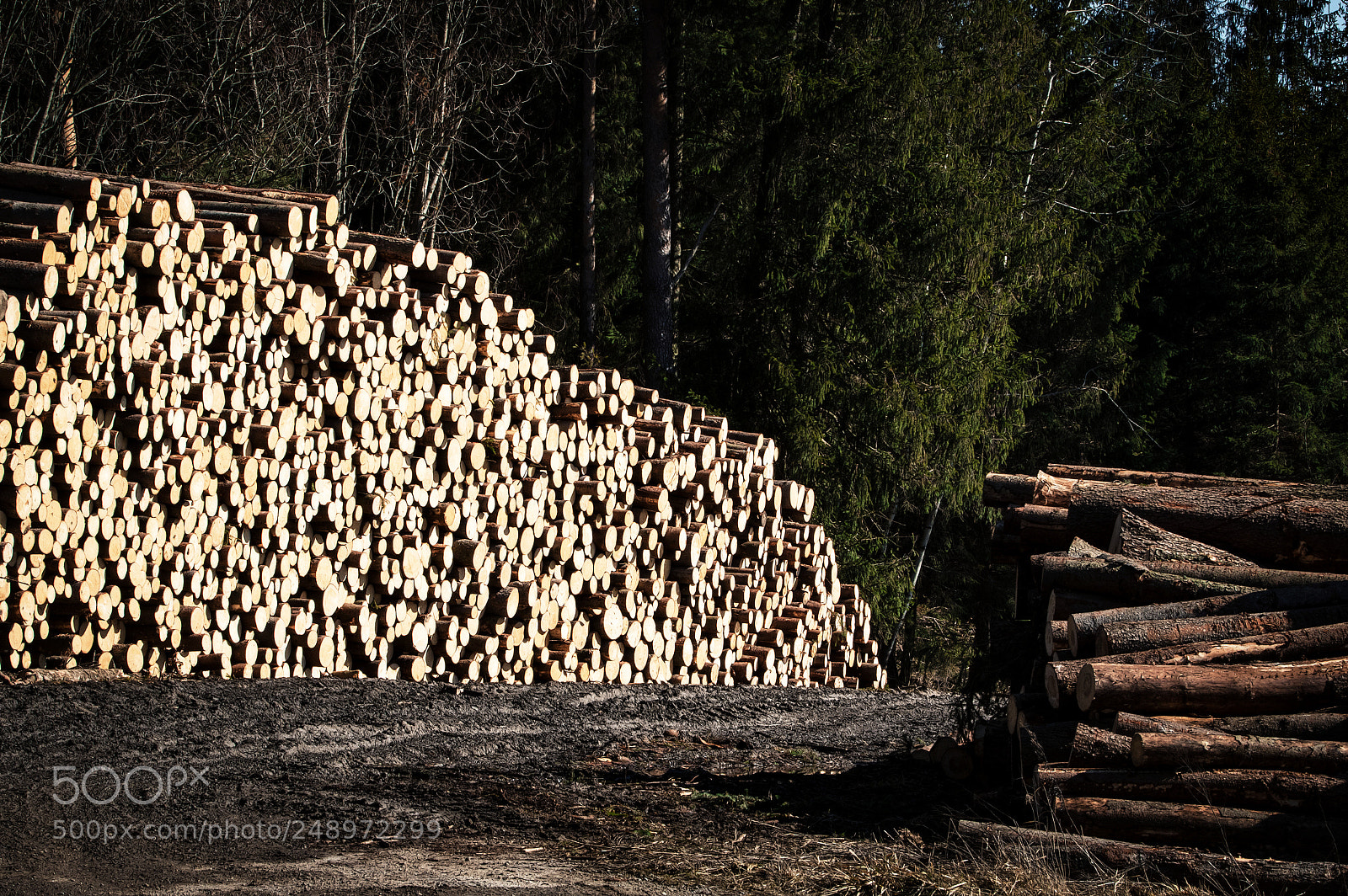 Nikon D5500 sample photo. Stock spruce sawn timber photography