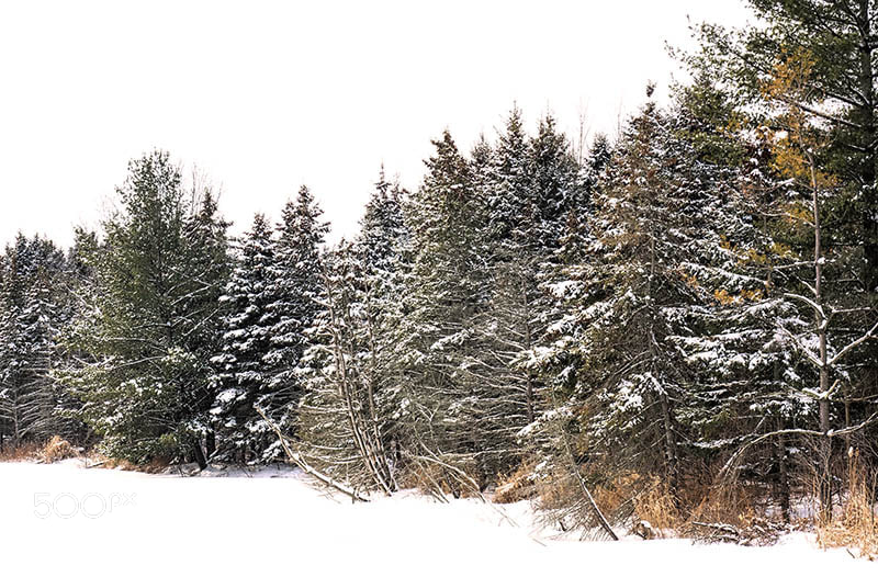 Olympus OM-D E-M1 sample photo. Snowy day photography