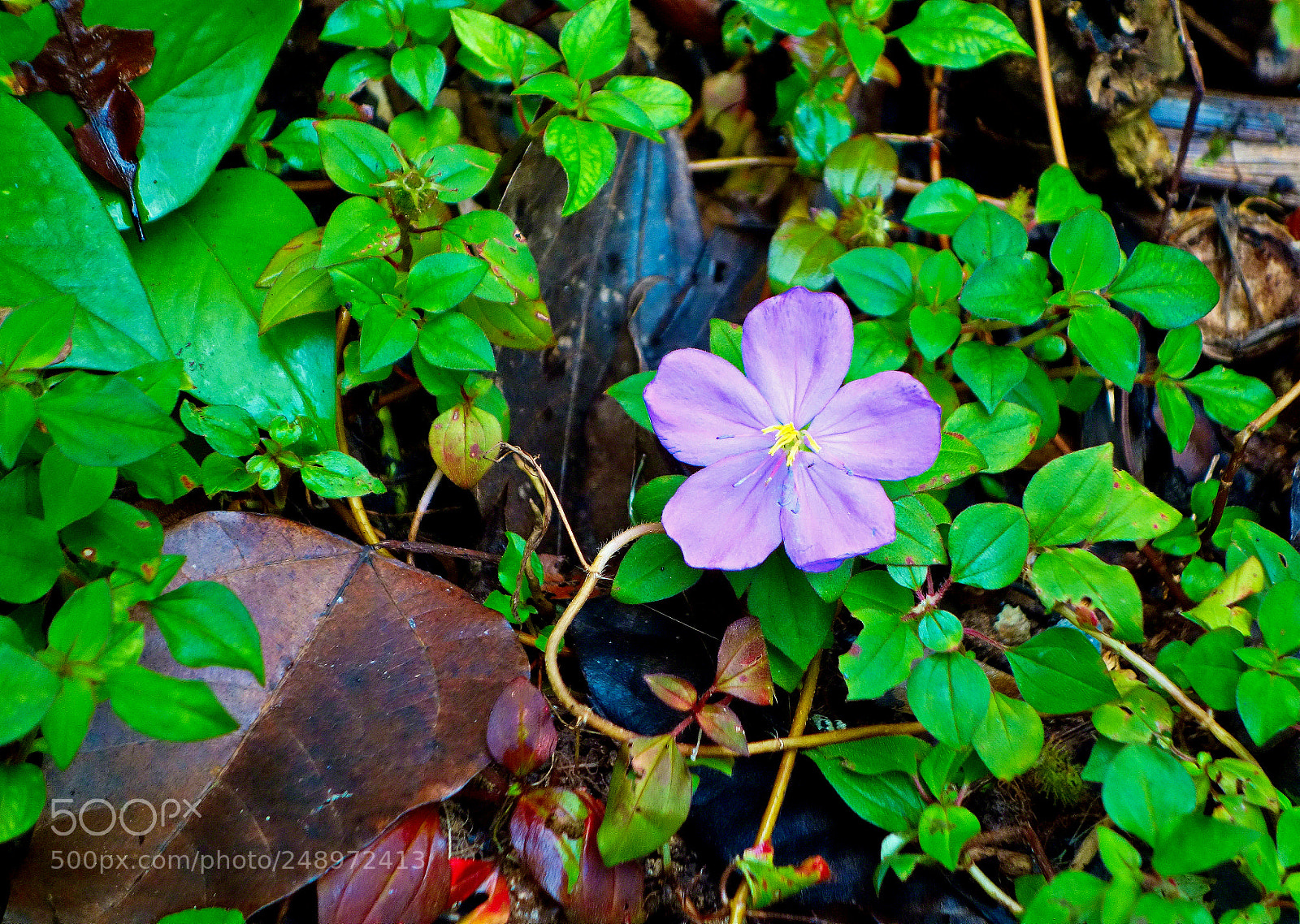 Sony Cyber-shot DSC-RX100 sample photo. Tropical flower and leaf photography