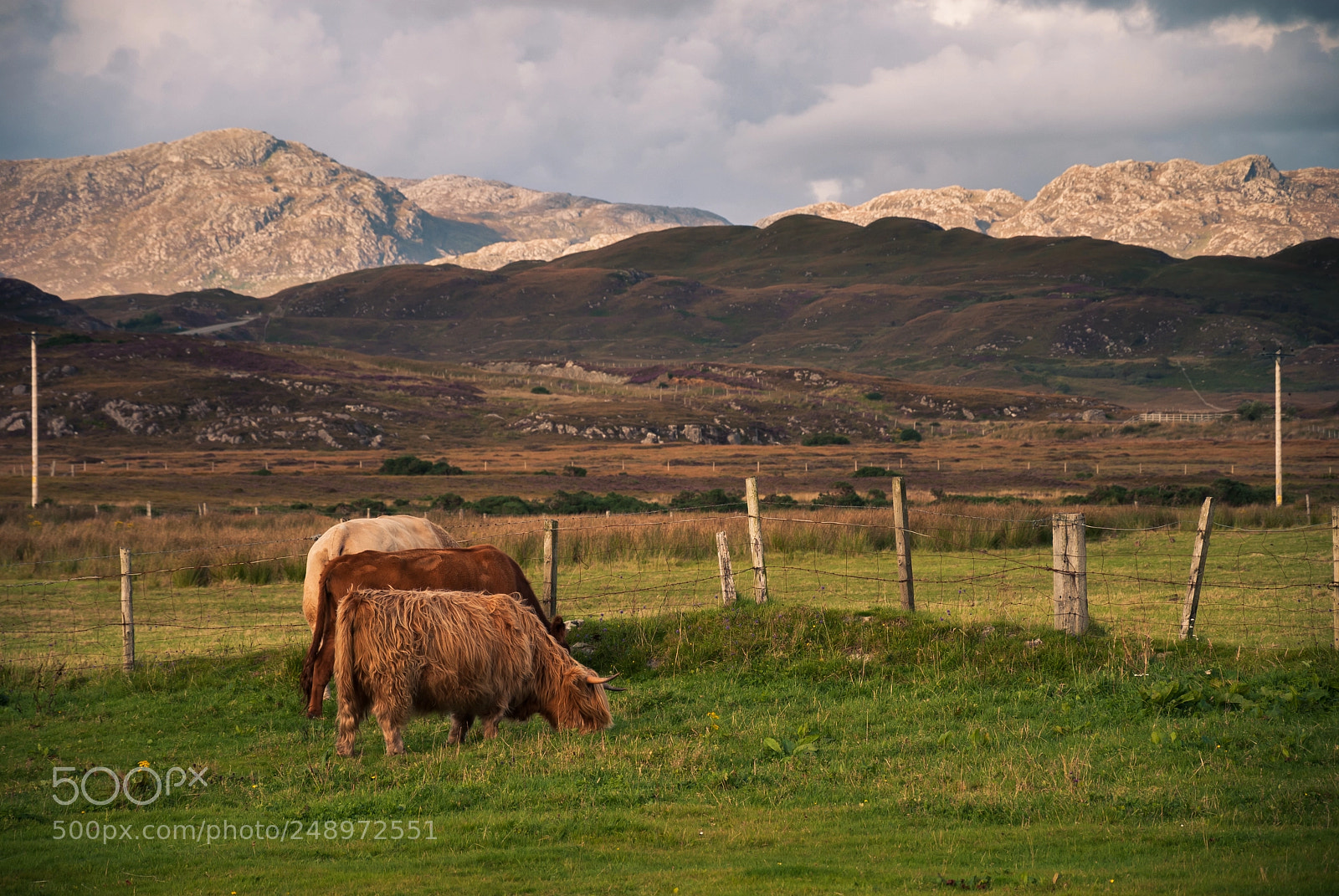 Nikon D60 sample photo. Highland cows on a photography