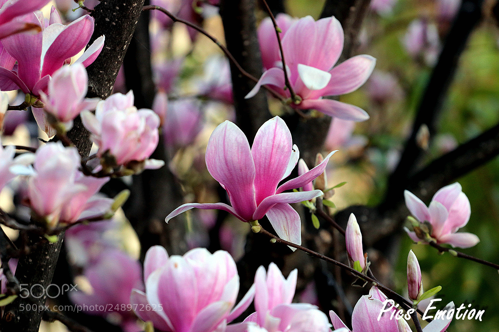 Canon EOS 77D (EOS 9000D / EOS 770D) sample photo. Magnolias photography