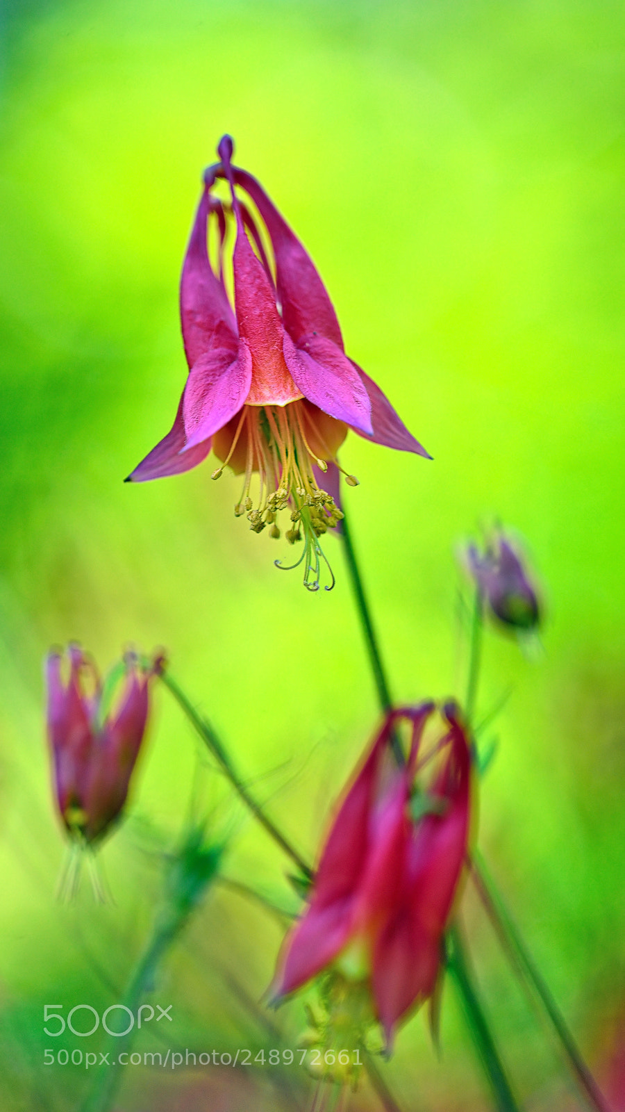 Nikon D800E sample photo. Nature is wonderful photography