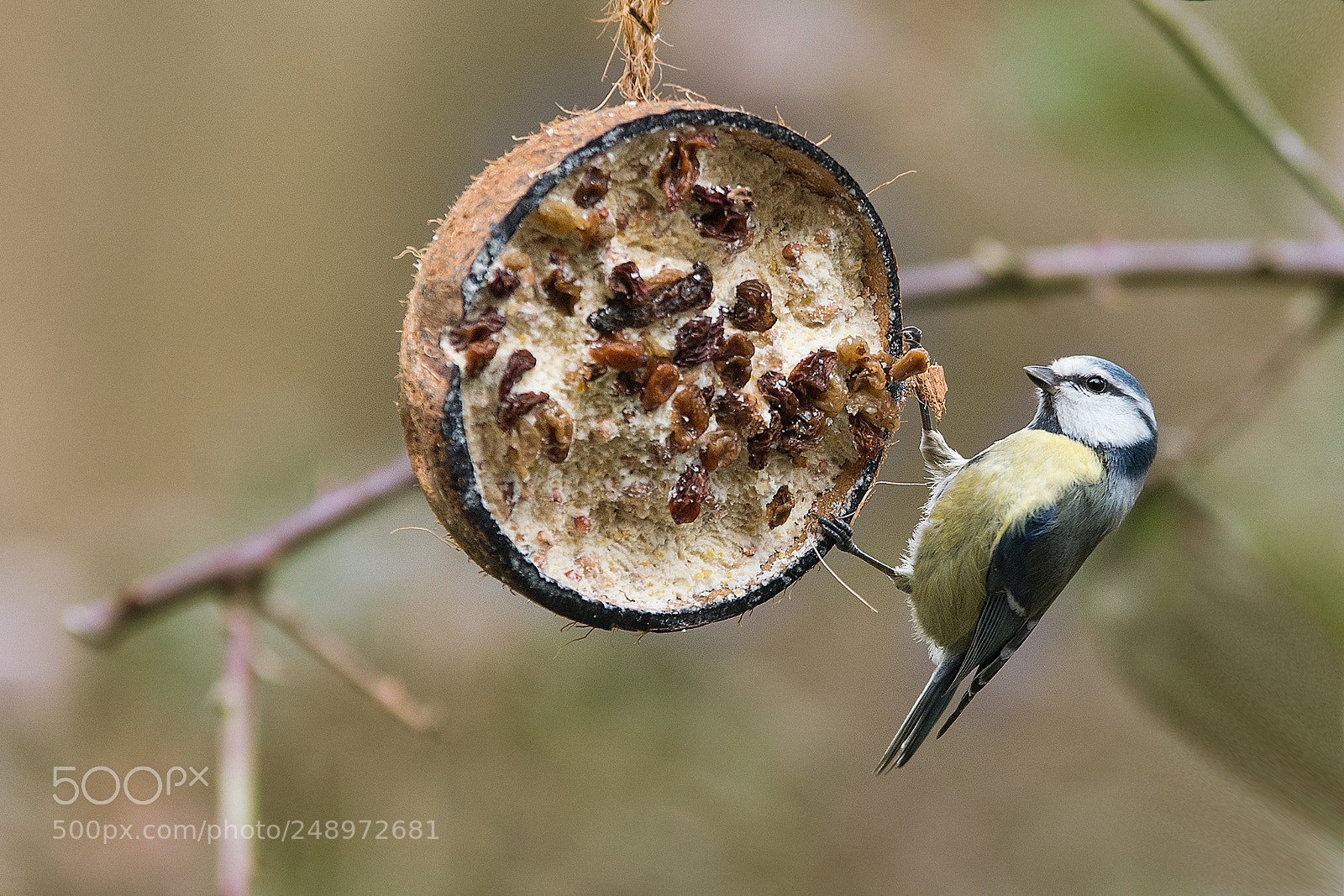 Sony a6500 sample photo. Bird photography