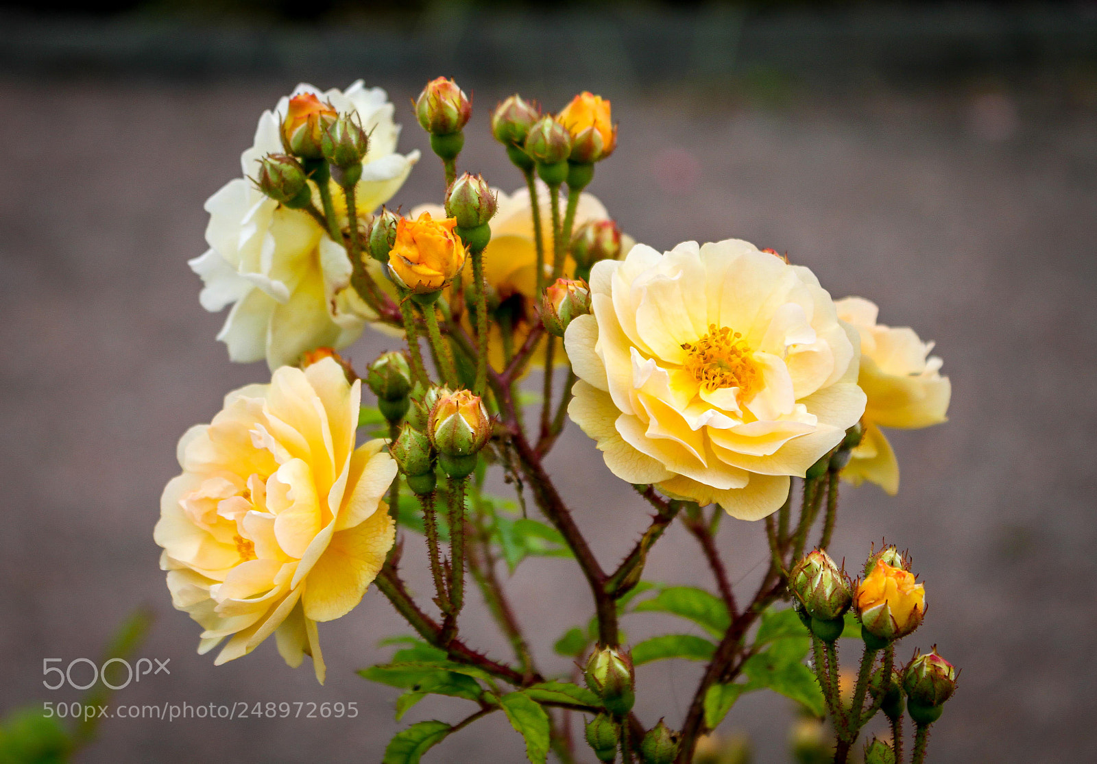 Canon EOS 500D (EOS Rebel T1i / EOS Kiss X3) sample photo. The rose photography
