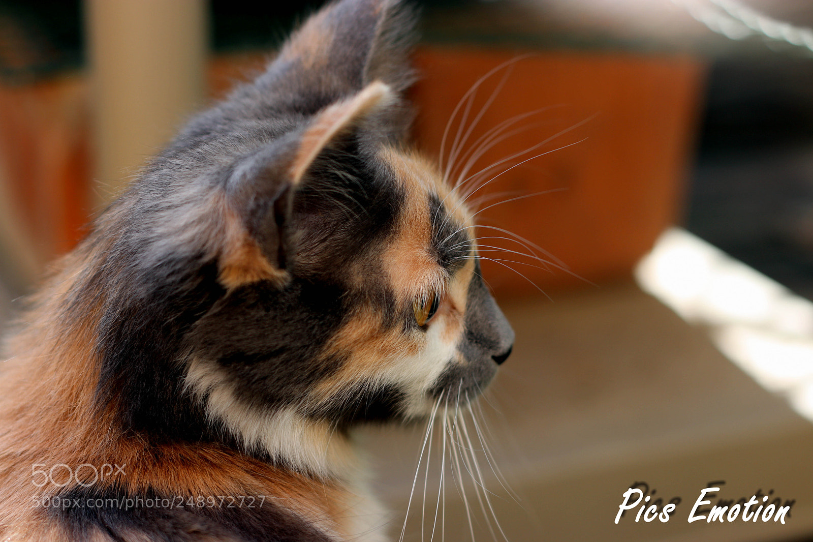 Canon EOS 77D (EOS 9000D / EOS 770D) sample photo. I'm blondie photography