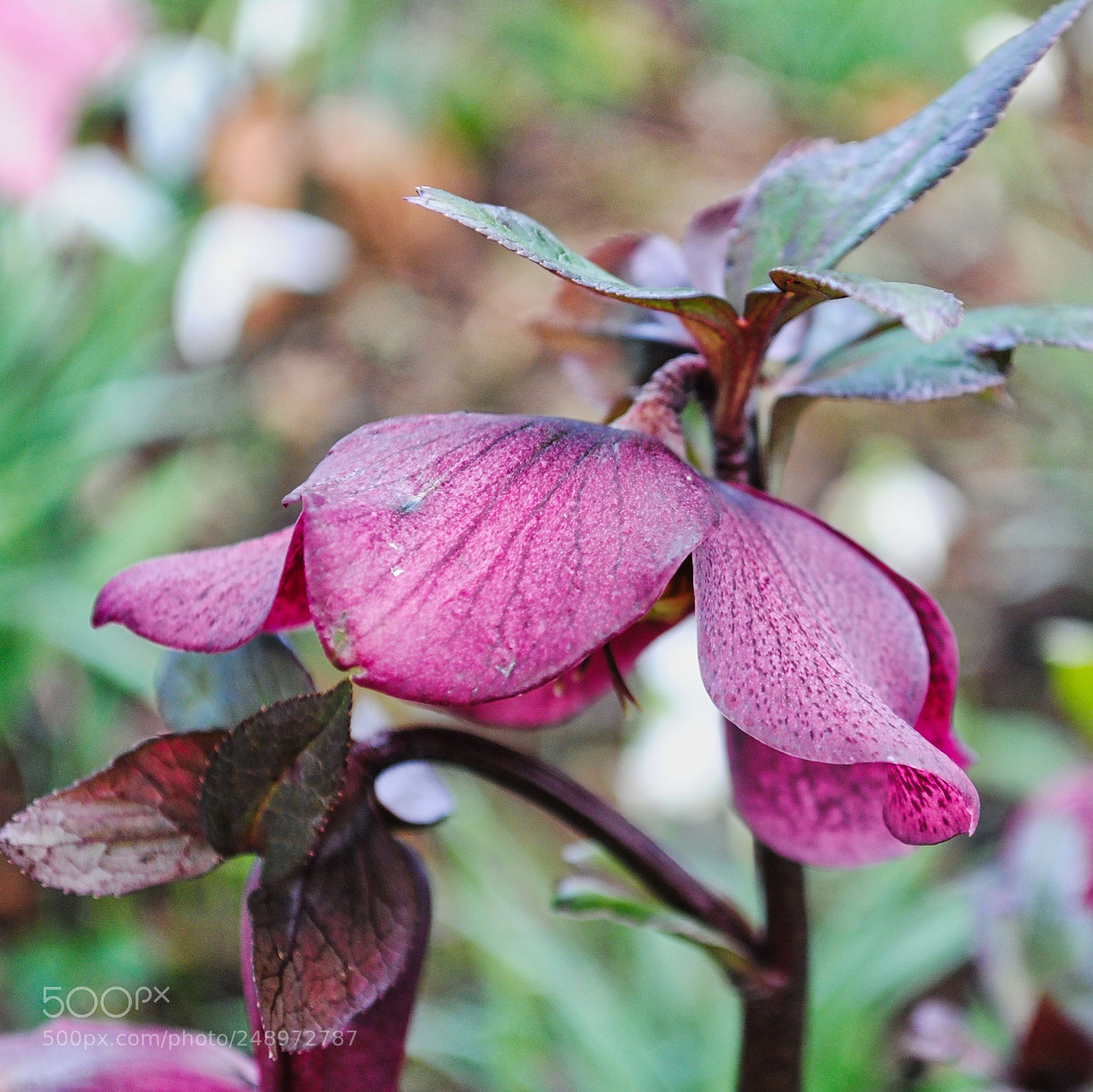 Nikon D3000 sample photo. Spring blush photography
