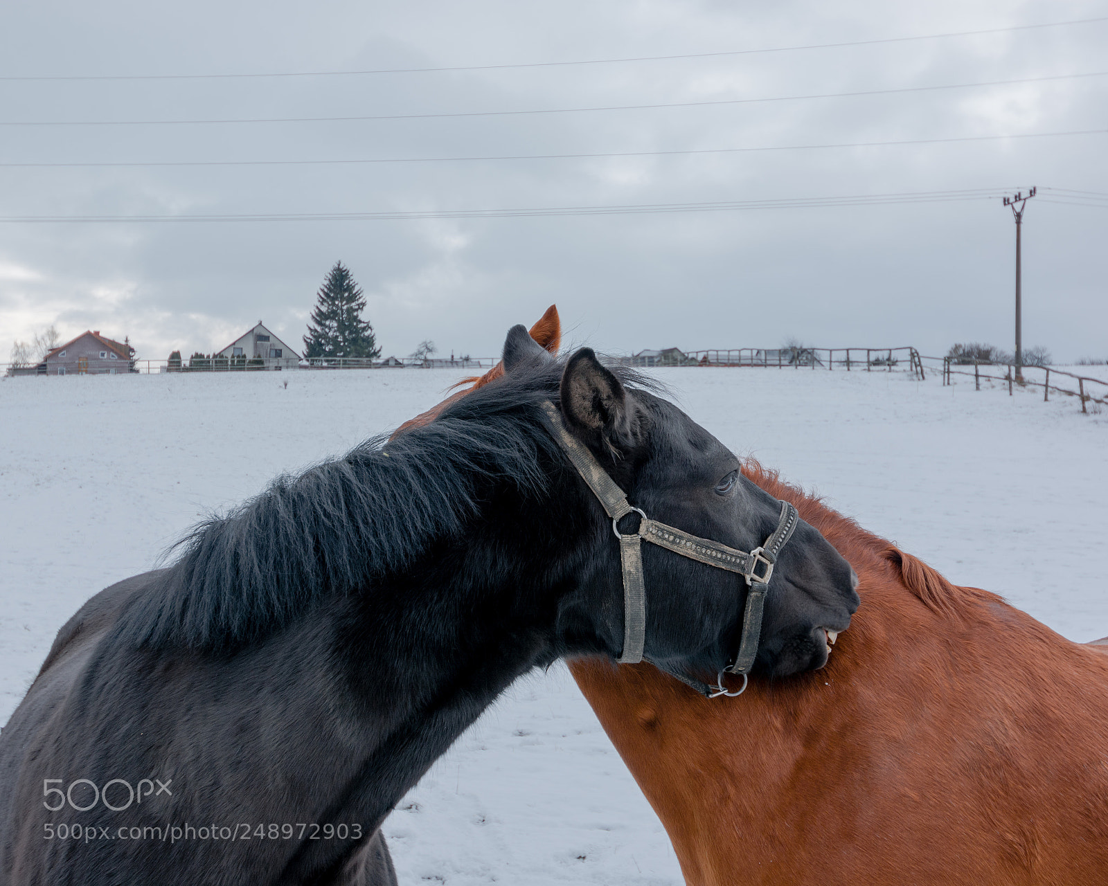 Nikon D7100 sample photo. Horses love photography