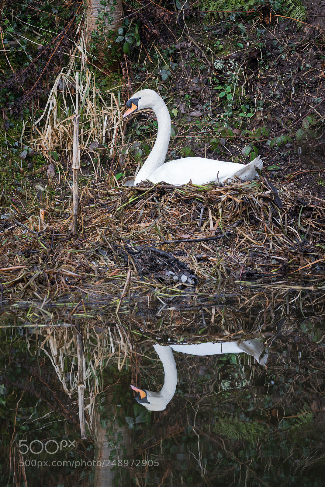 Nikon D610 sample photo. Swan on nest. photography