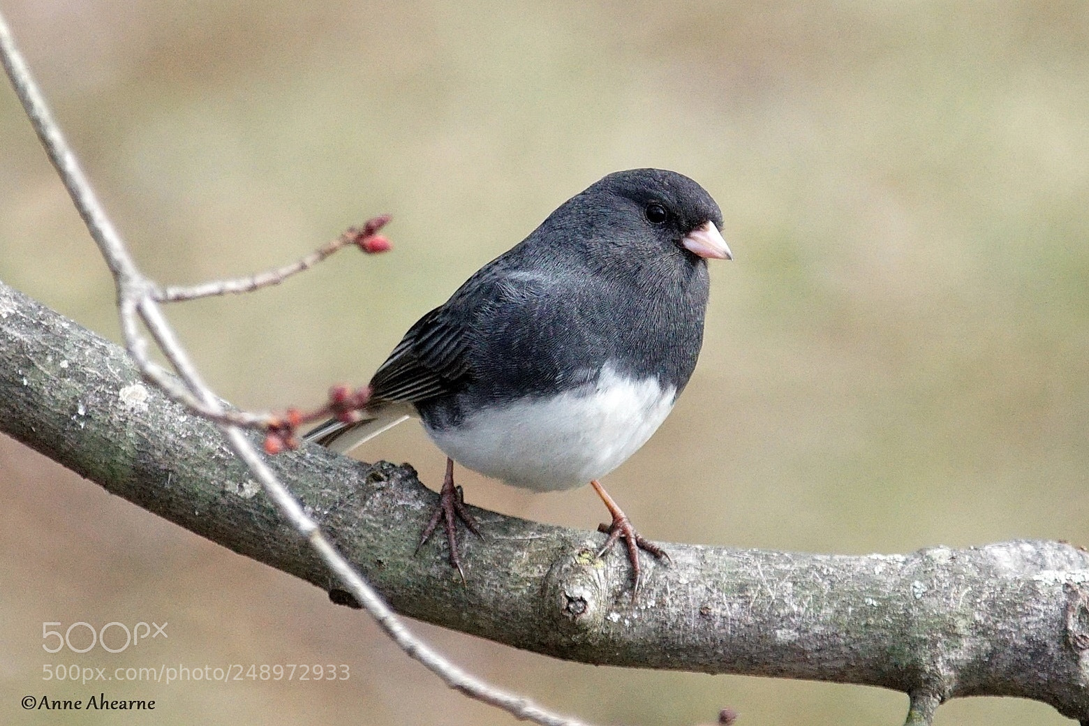 Sony ILCA-77M2 sample photo. Dark-eyed junco photography
