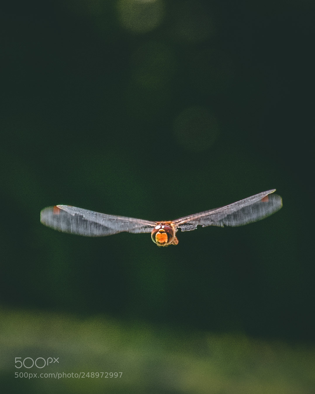 Nikon D7100 sample photo. Dragonfly photography
